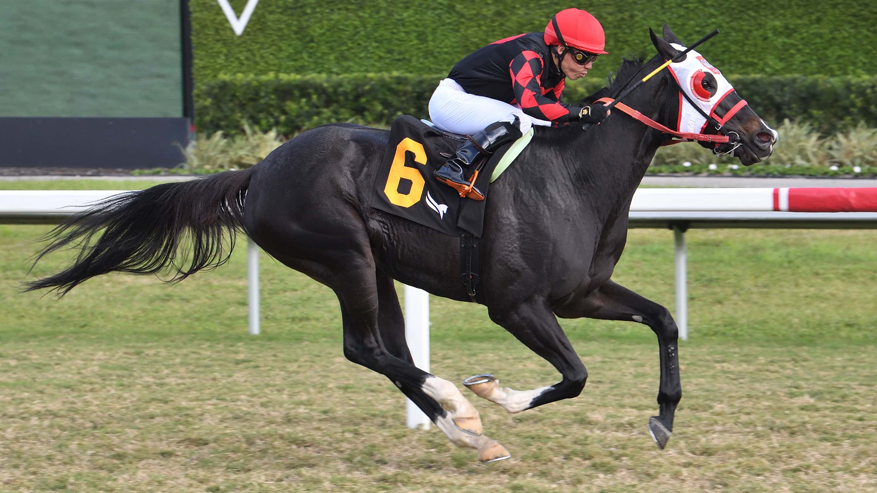Ashima Making Title Defense in Sunshine Filly & Mare Turf