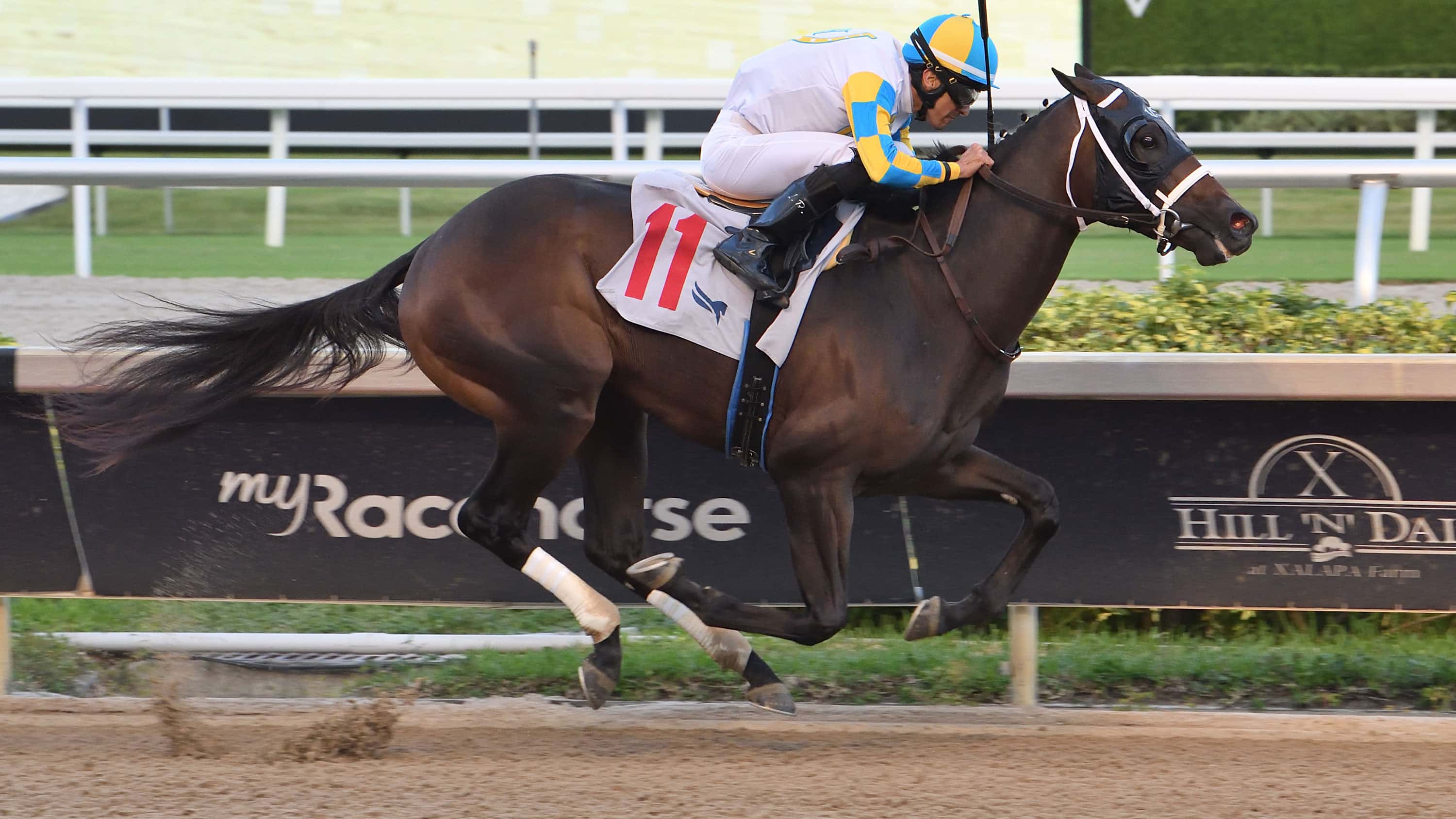 D’Angelo Hopes to Continue ‘Amazing Year’ in Sire Stakes