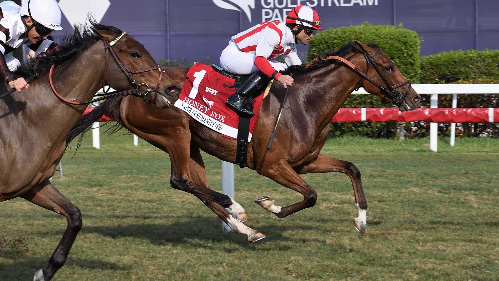 Faith-in-Humanity-the-Honey-Fox