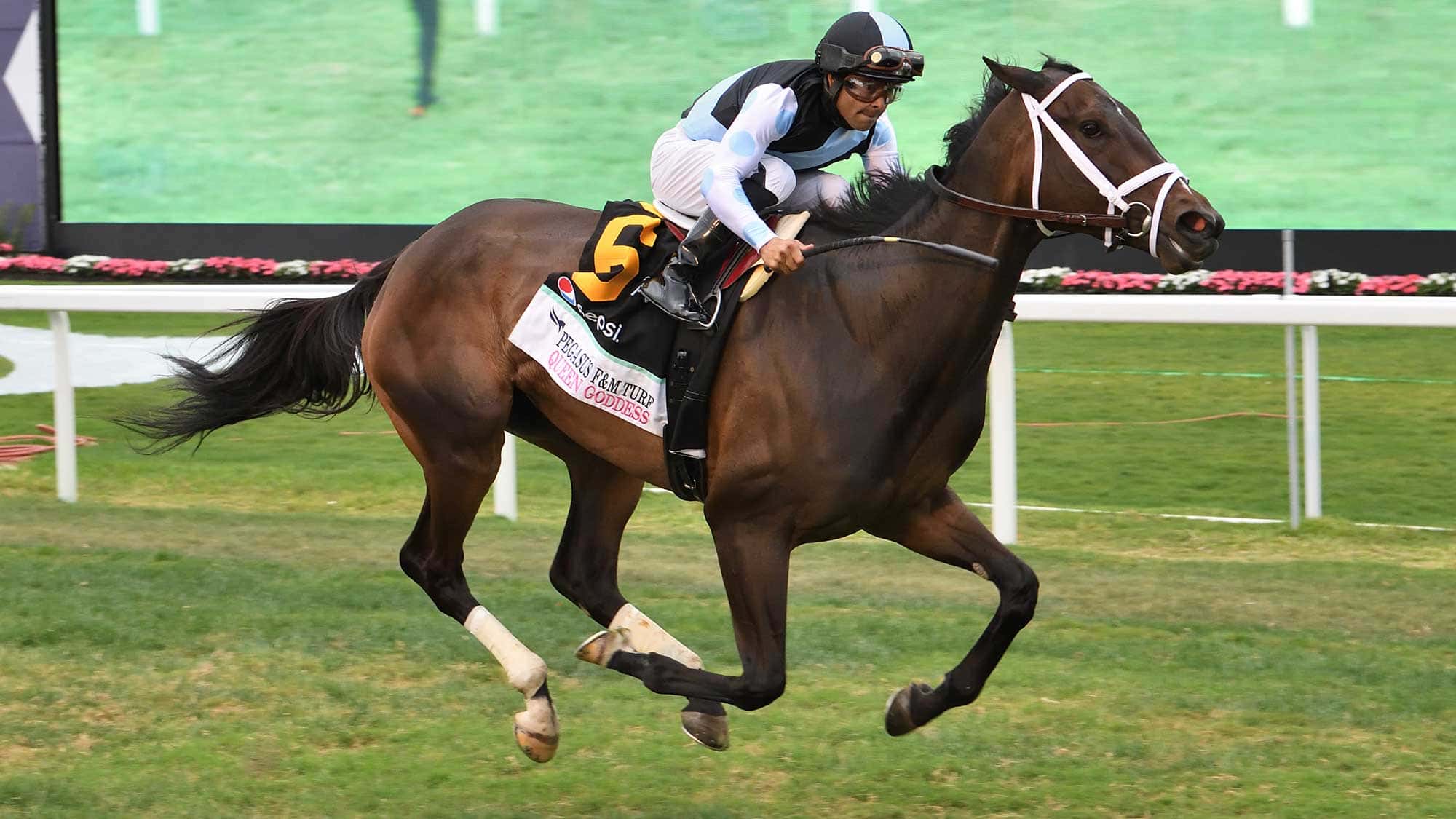 Queen-Goddess-the-PWC-Filly-Mare-Turf