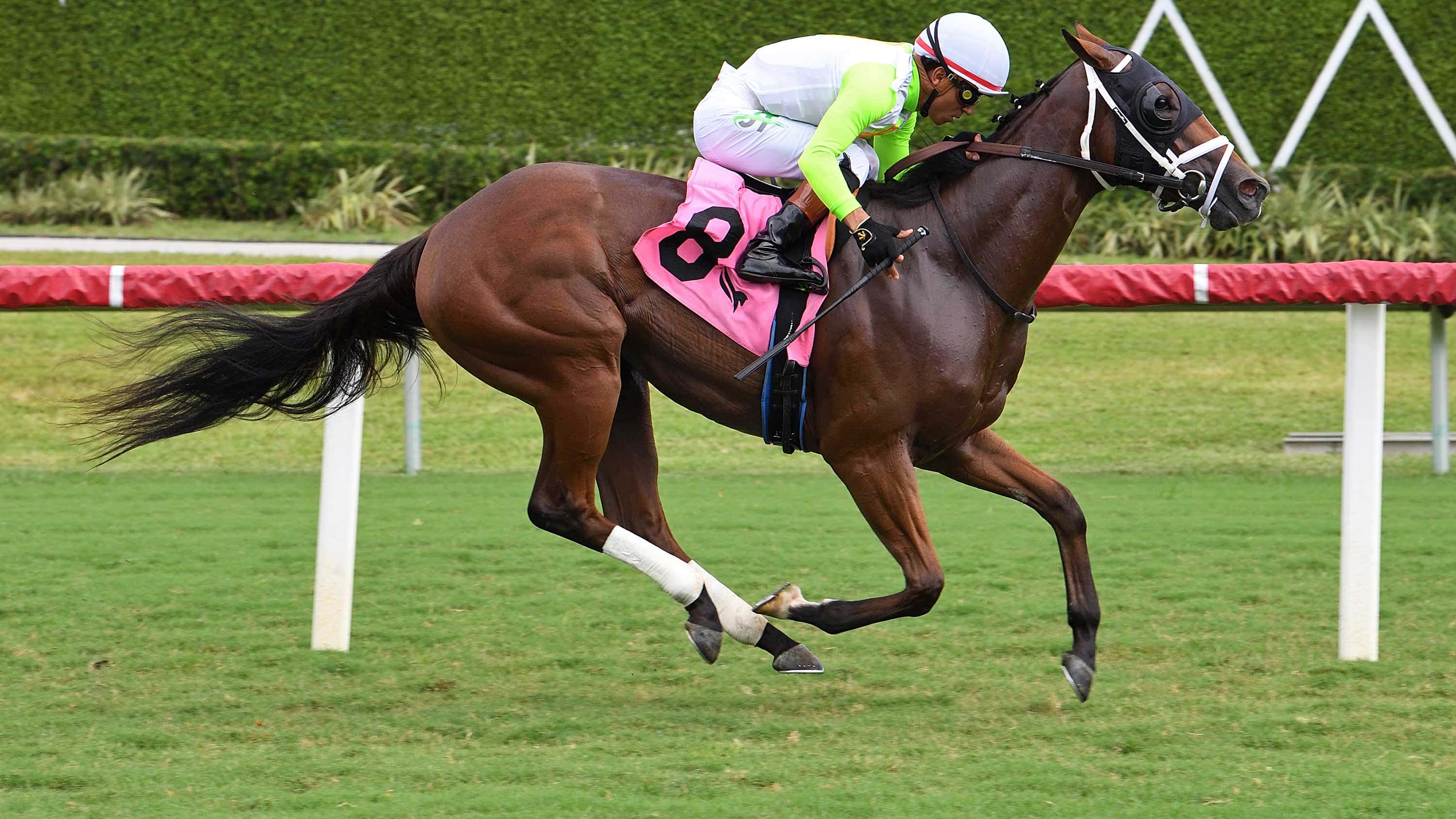 D’Angelo Building for the Future with Well-Bred 2YO Fillies
