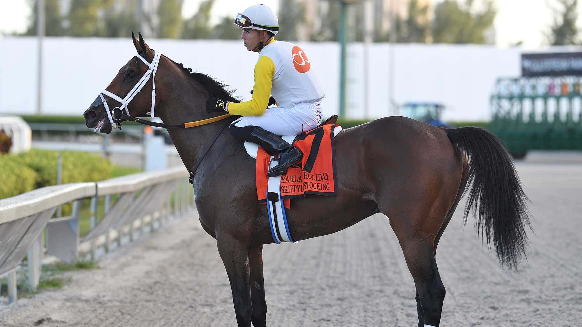 Skippylongstocking-the-Harlans-Holiday