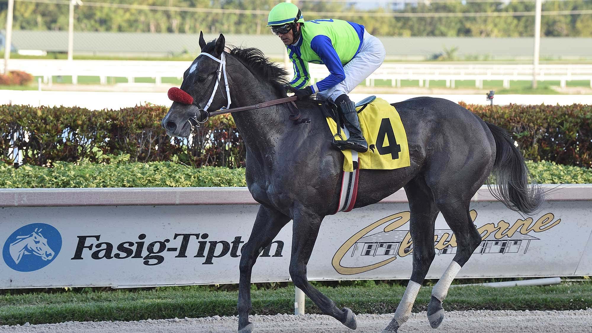 Dreaming-of-Kona-the-Mucho-Macho-Man