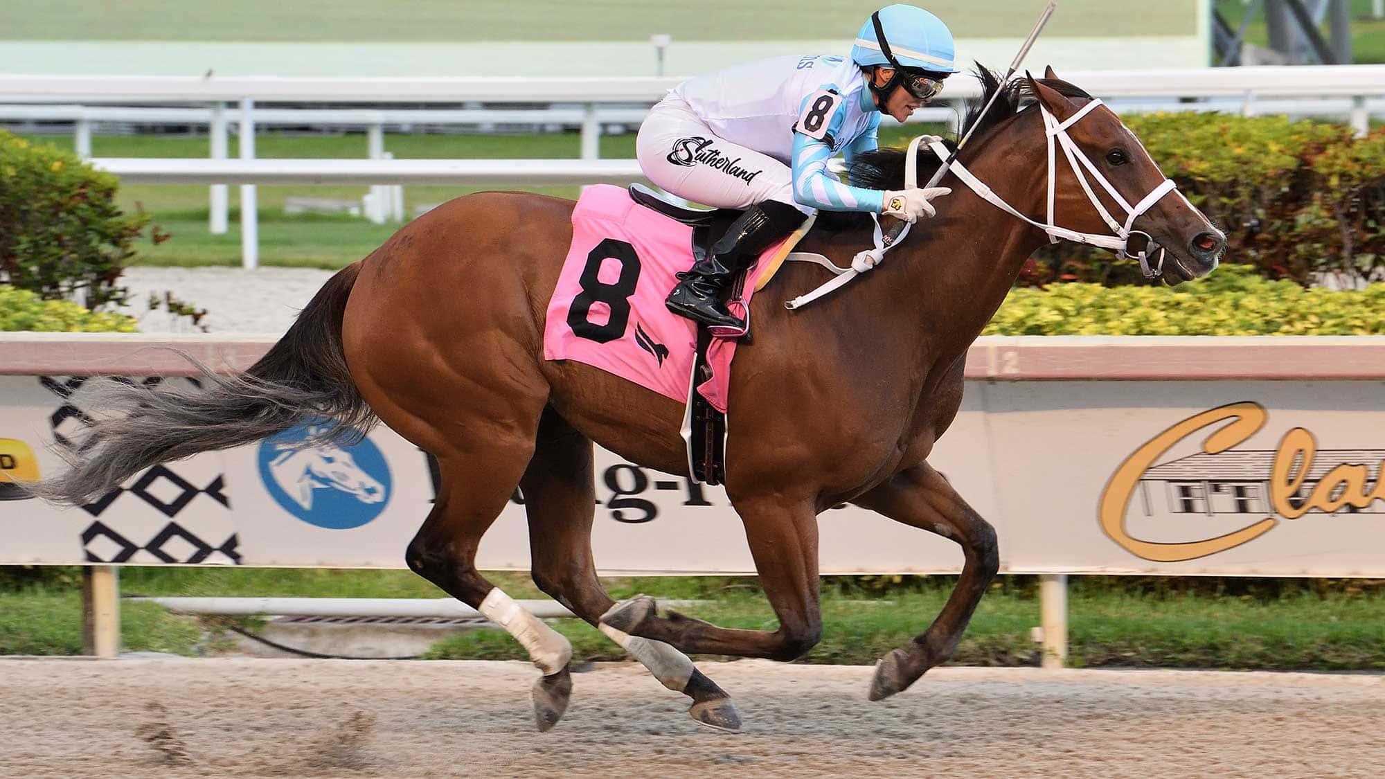 Willy-Boi-the-Big-Drama-