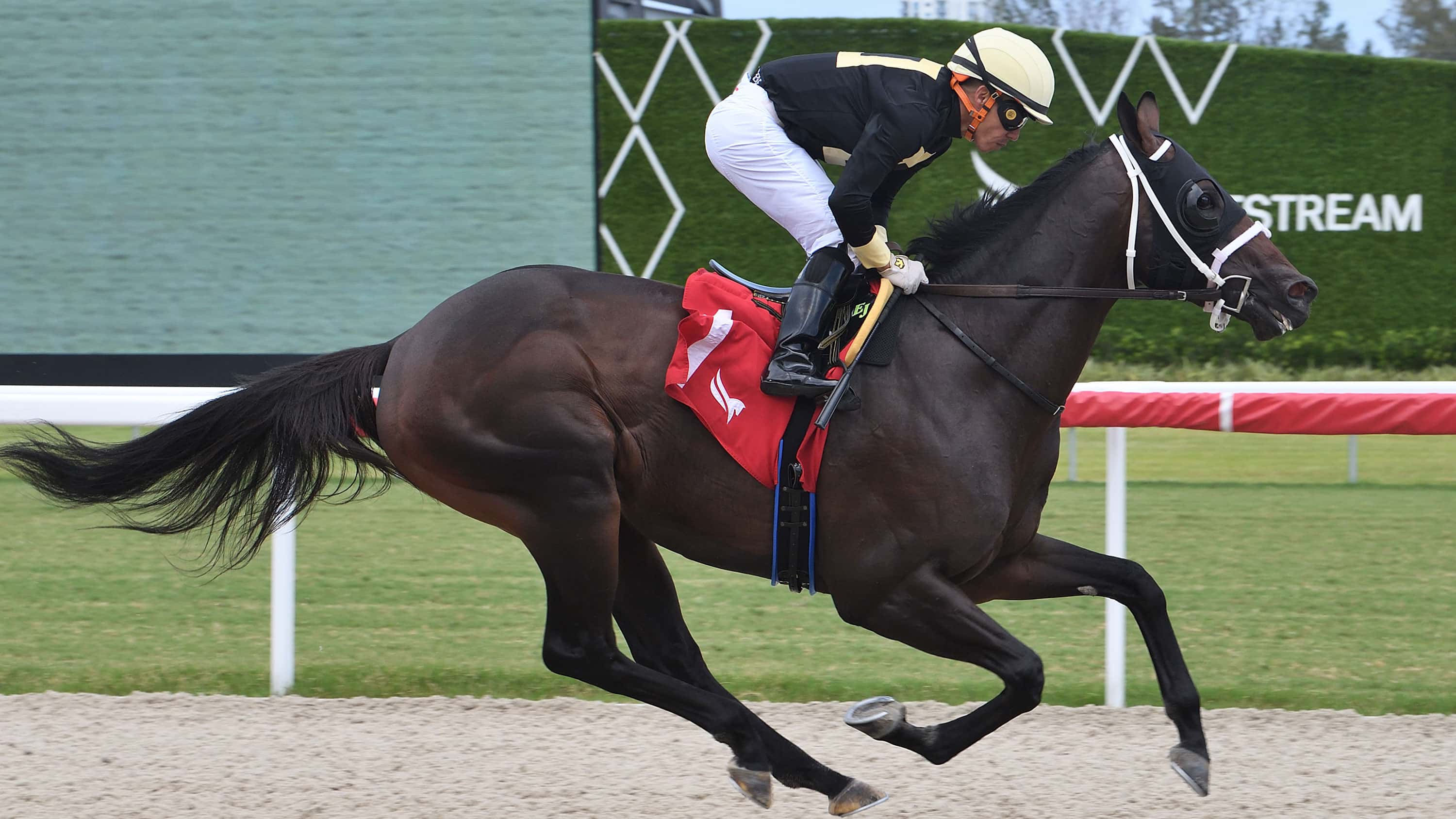 Grade 1 Winner Howard Wolowitz Breezes at Gulfstream