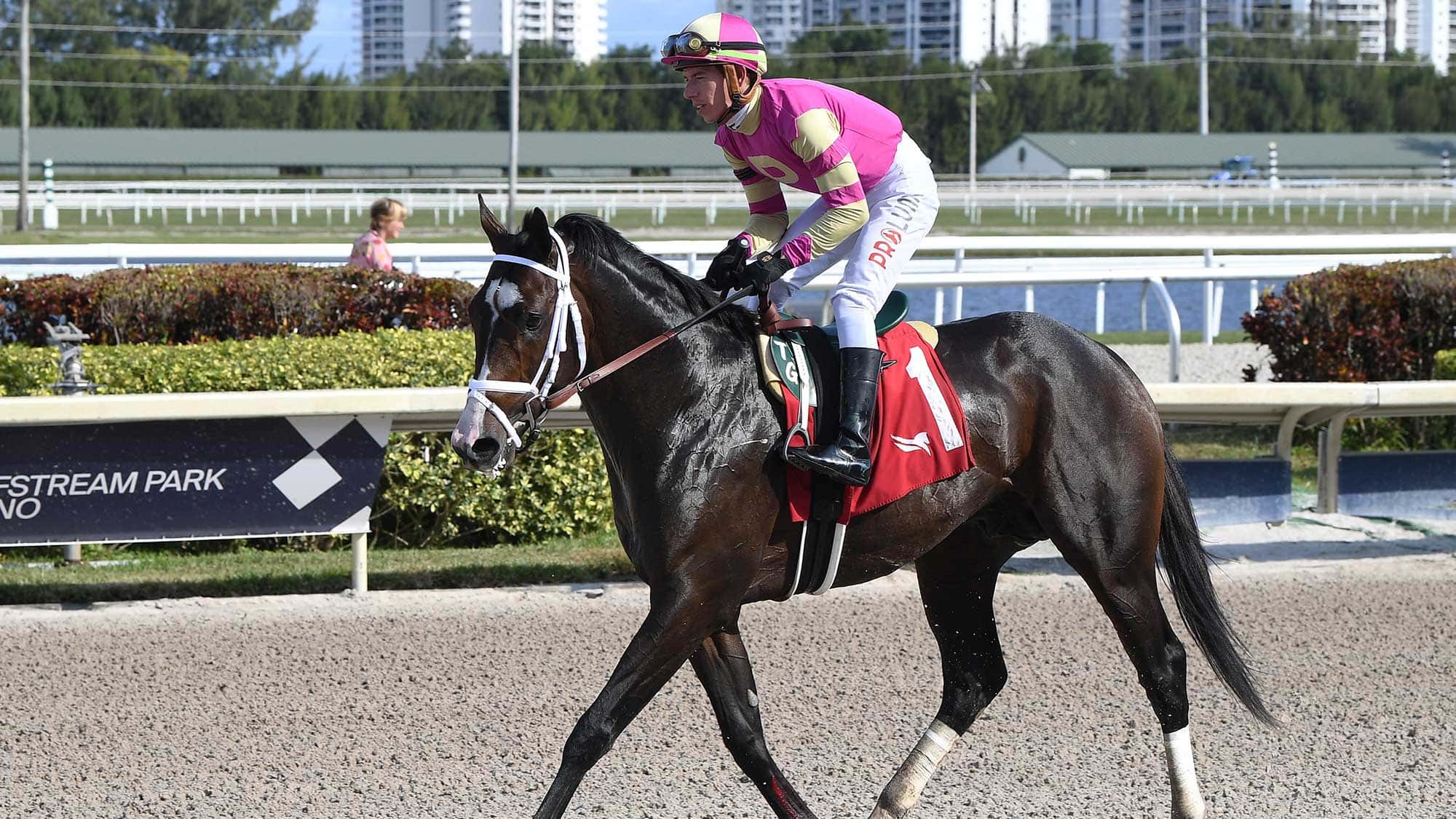 Grand-Sonata-the-Kittens-Joy-0