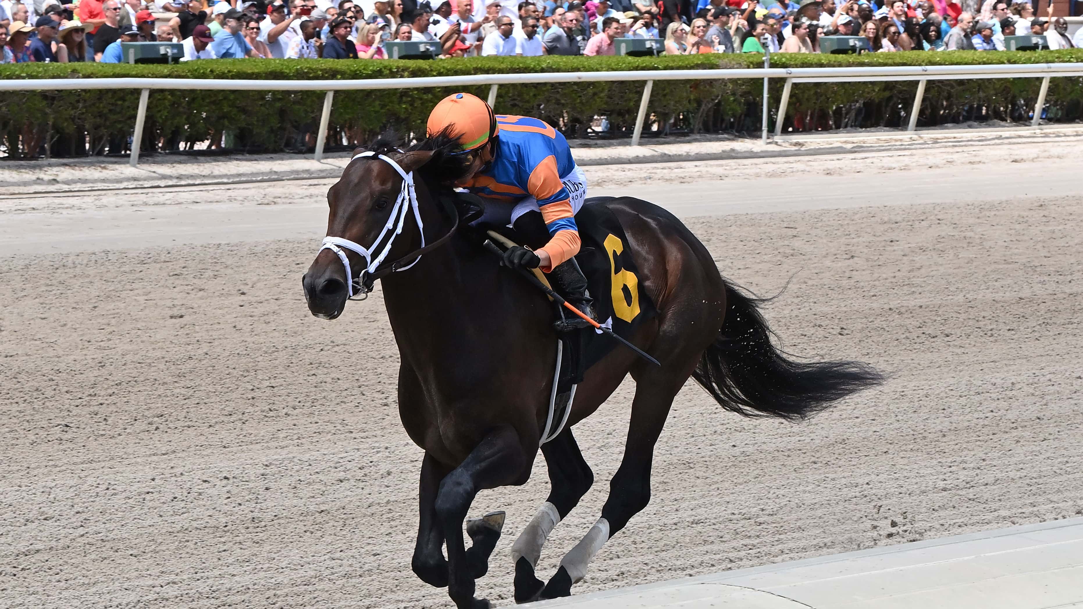 Mindframe Launching Comeback in G2 Gulfstream Park Mile
