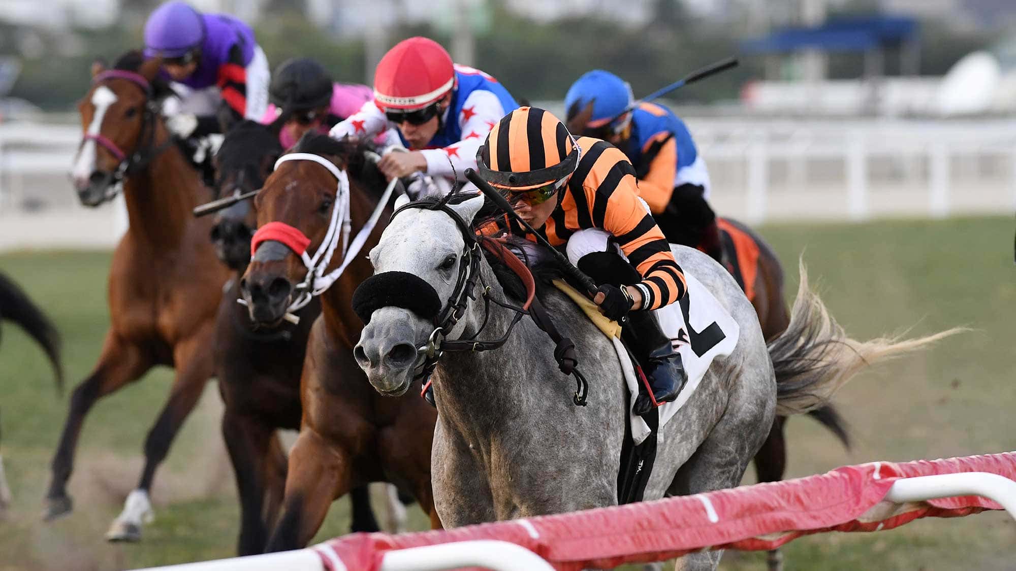 Little-Jewel-the-Captiva-Island