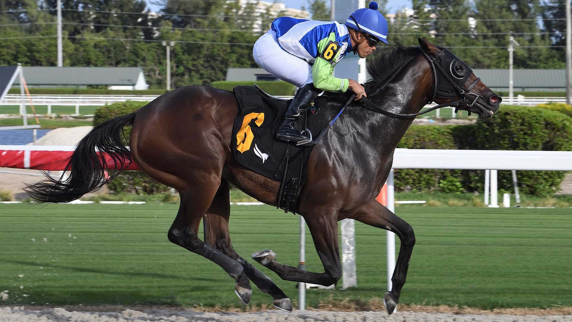 Navy-Goat-the-Juvenile-Fillies