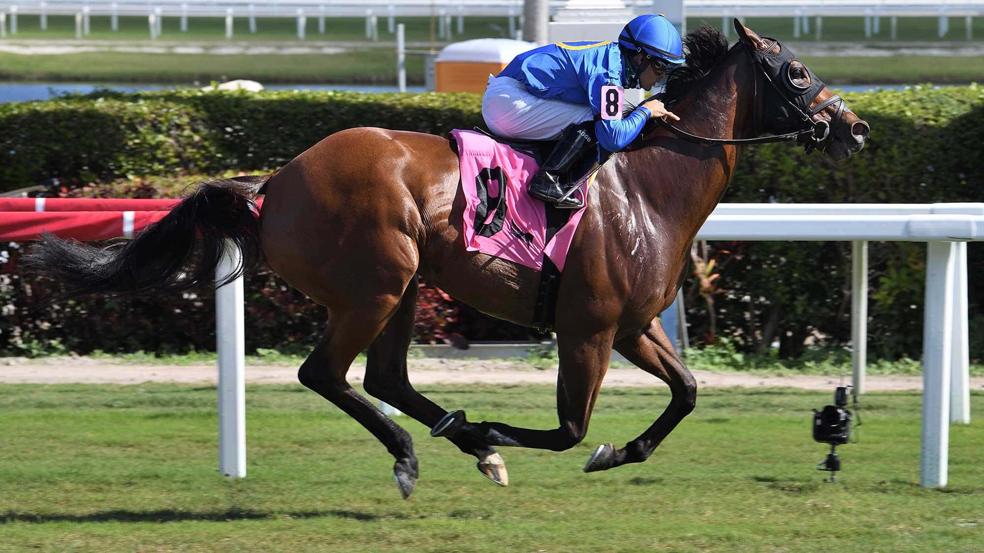 Carotari-the-Janus-0