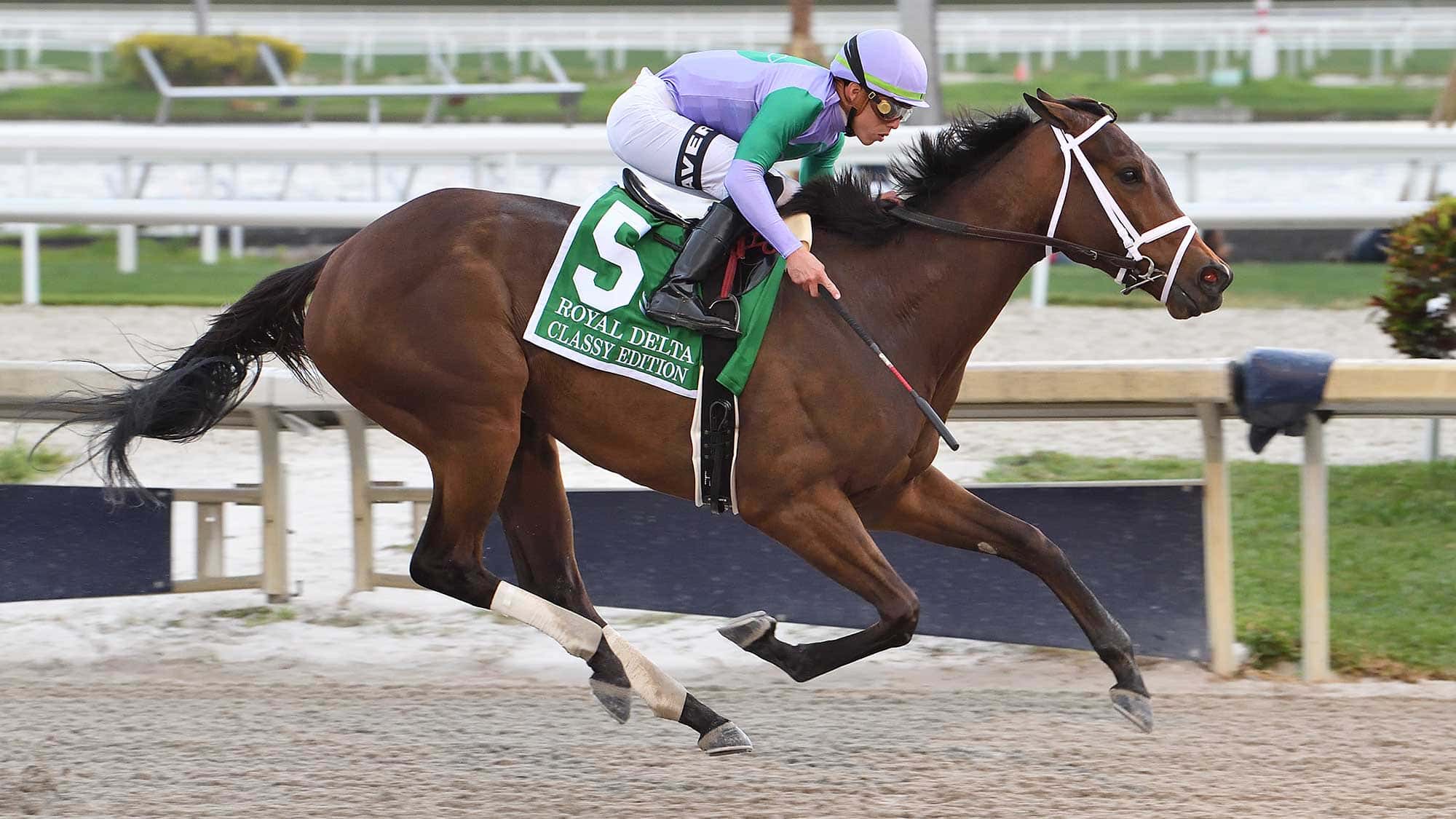 Classy-Edition-the-royal-delta