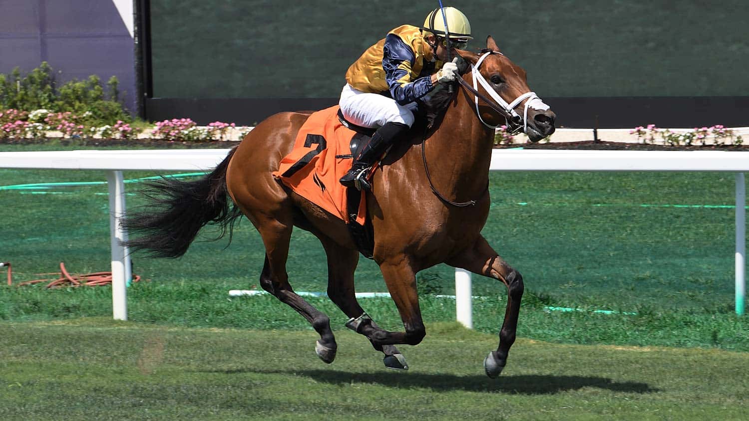 No-Nay-Mets-the-Royal-Palm-Juvenile