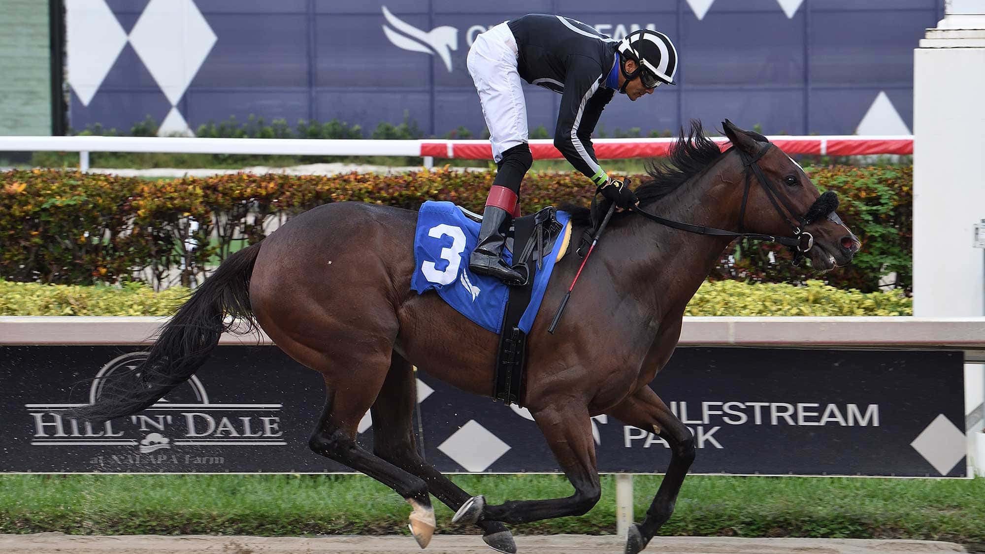 R-Adios-Jersey-the-Sheer-Drama