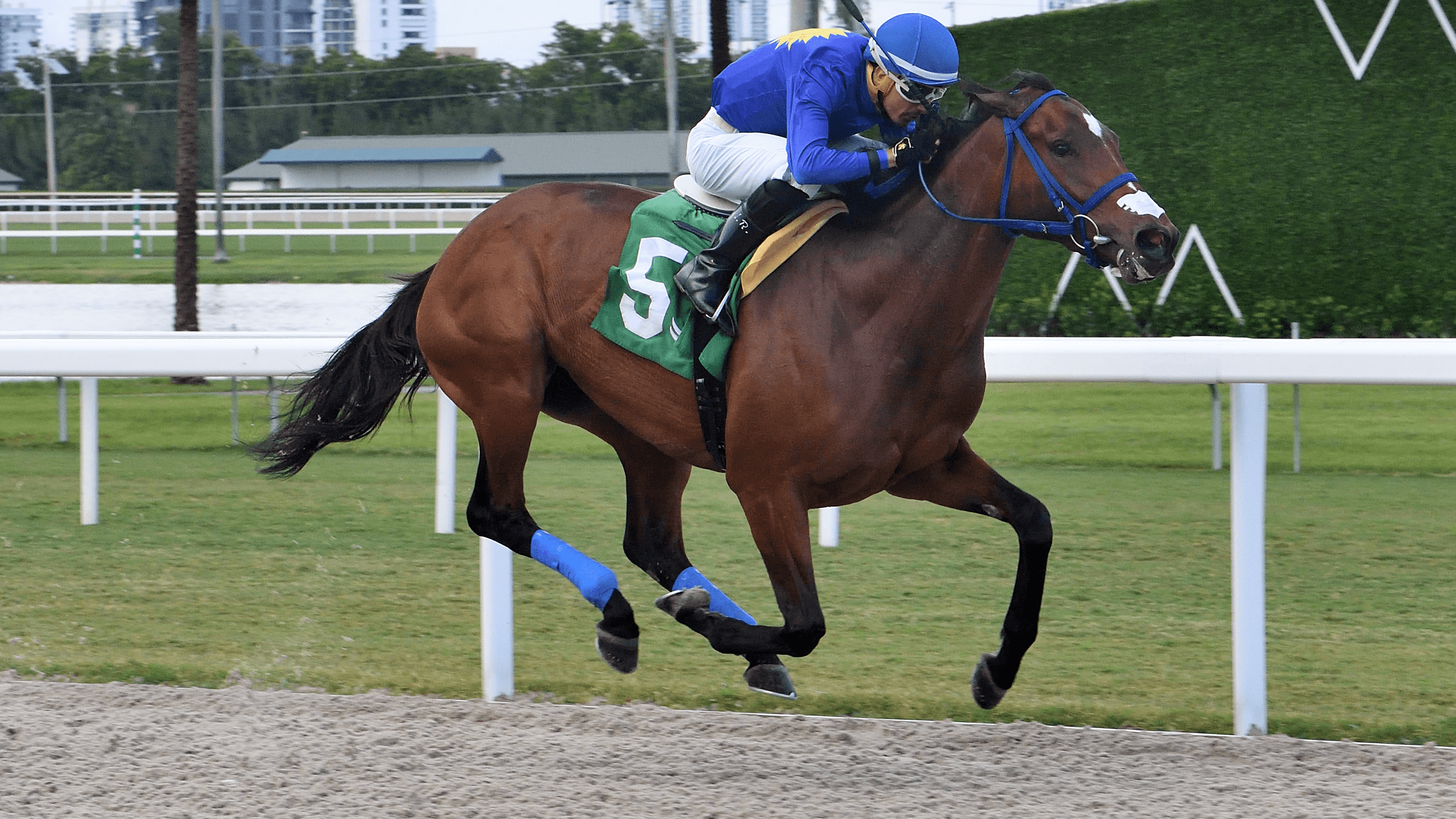 De Regreso Seeking to Rebound in Monroe Stakes Return