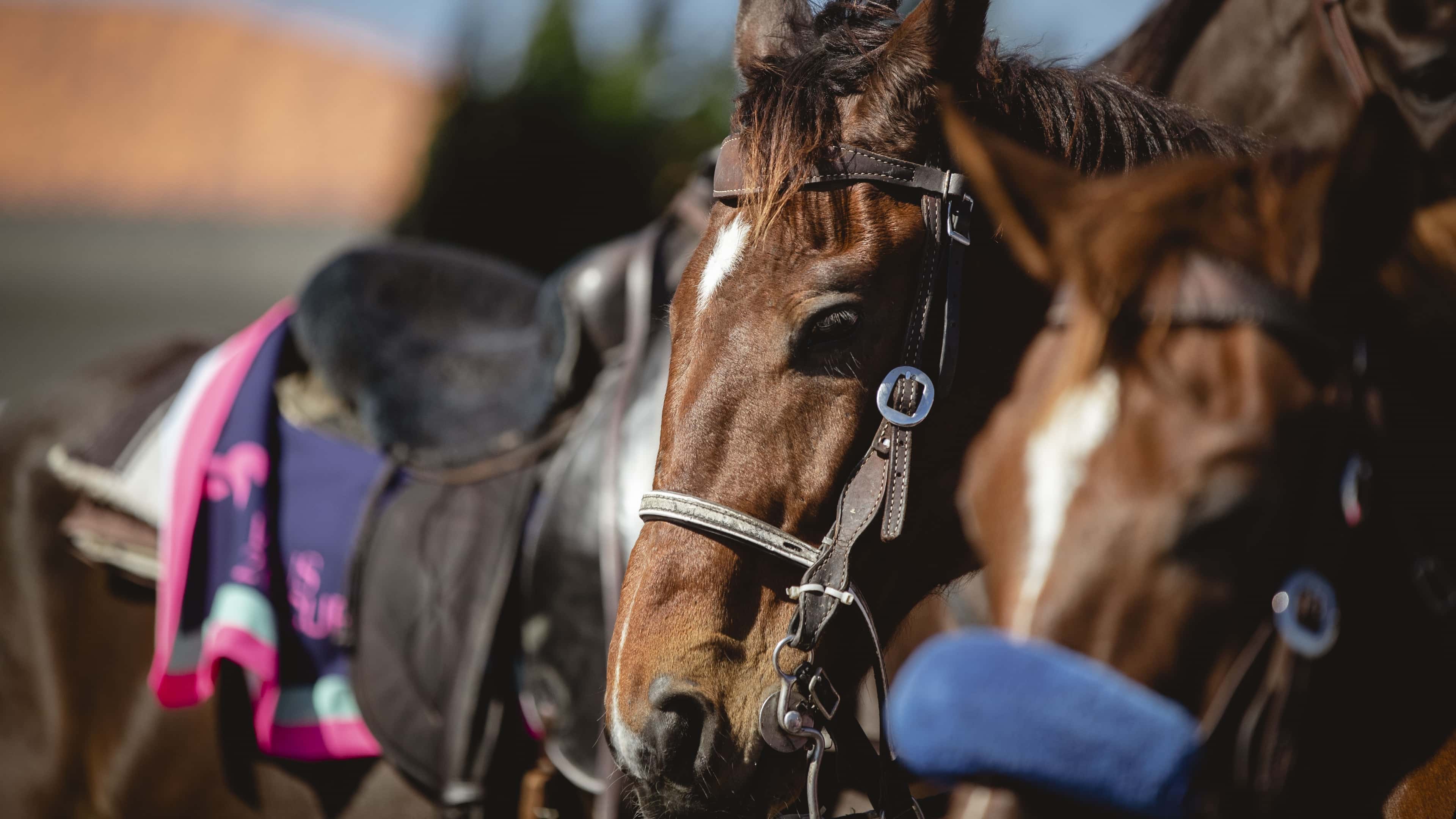 Gulfstream-Park-Racing1