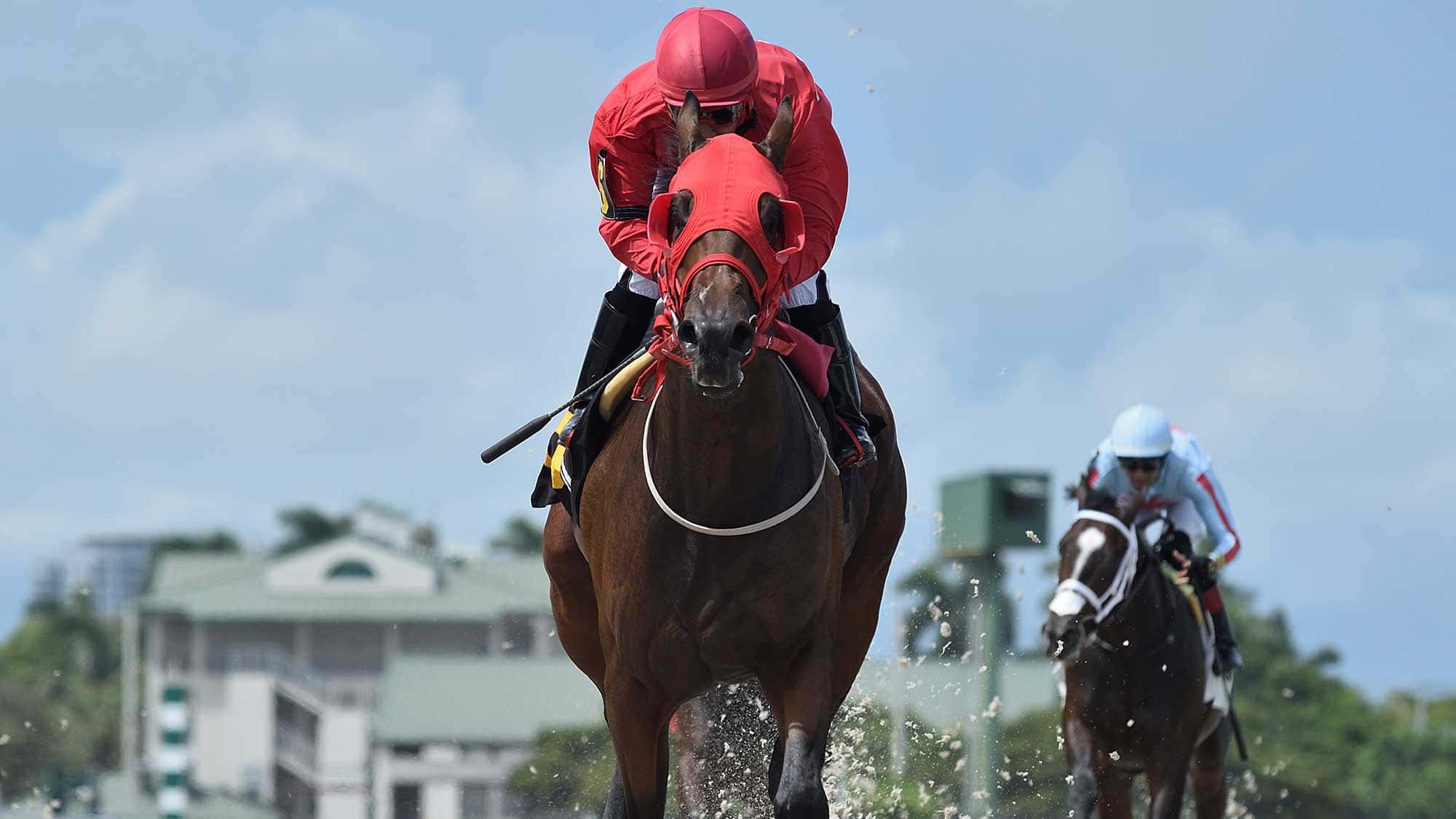 Mounsieur-Coco-the-Proud-Man3