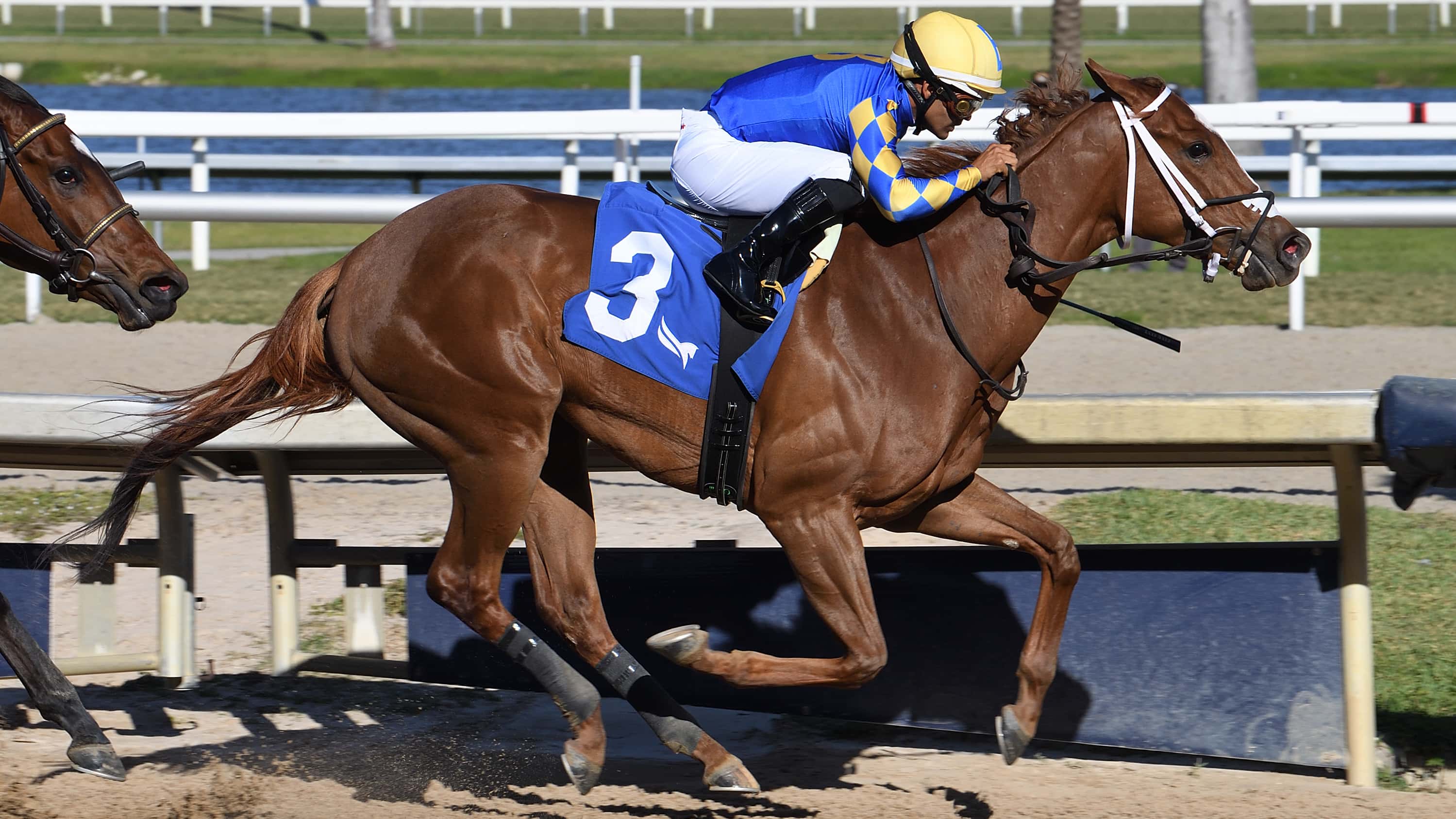 Road to Pegasus World Cup Winding Through England