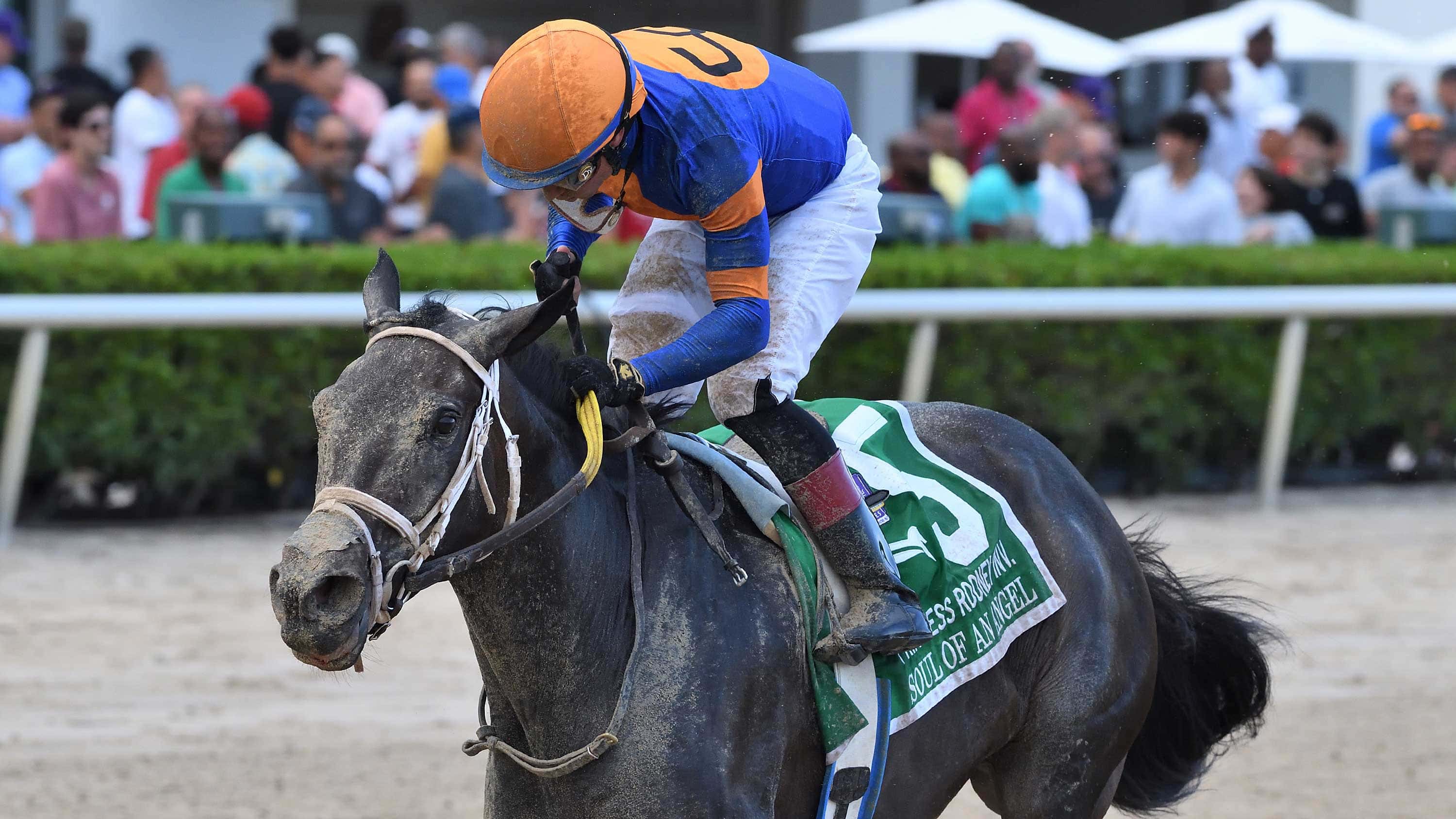 Champion Soul of an Angel Works Sunday at Gulfstream