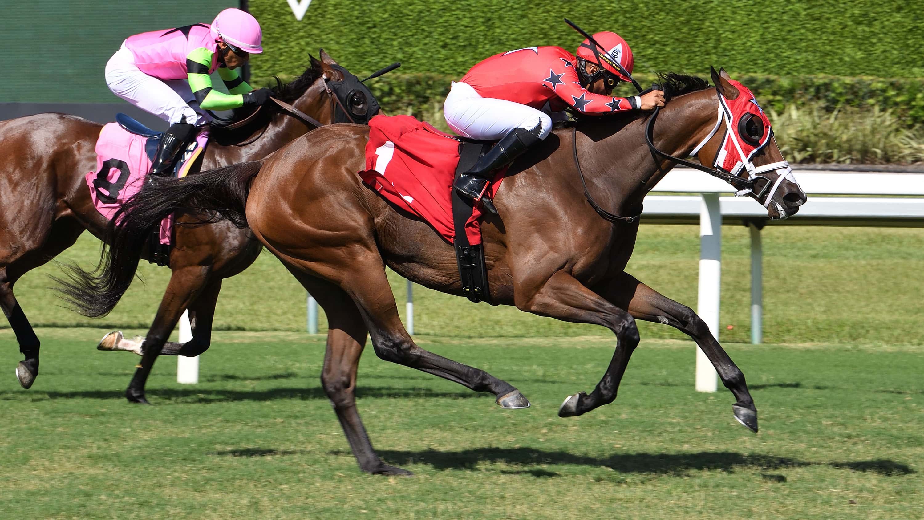 Scarlet Sands Chasing Third Straight Win in Miss Gracie