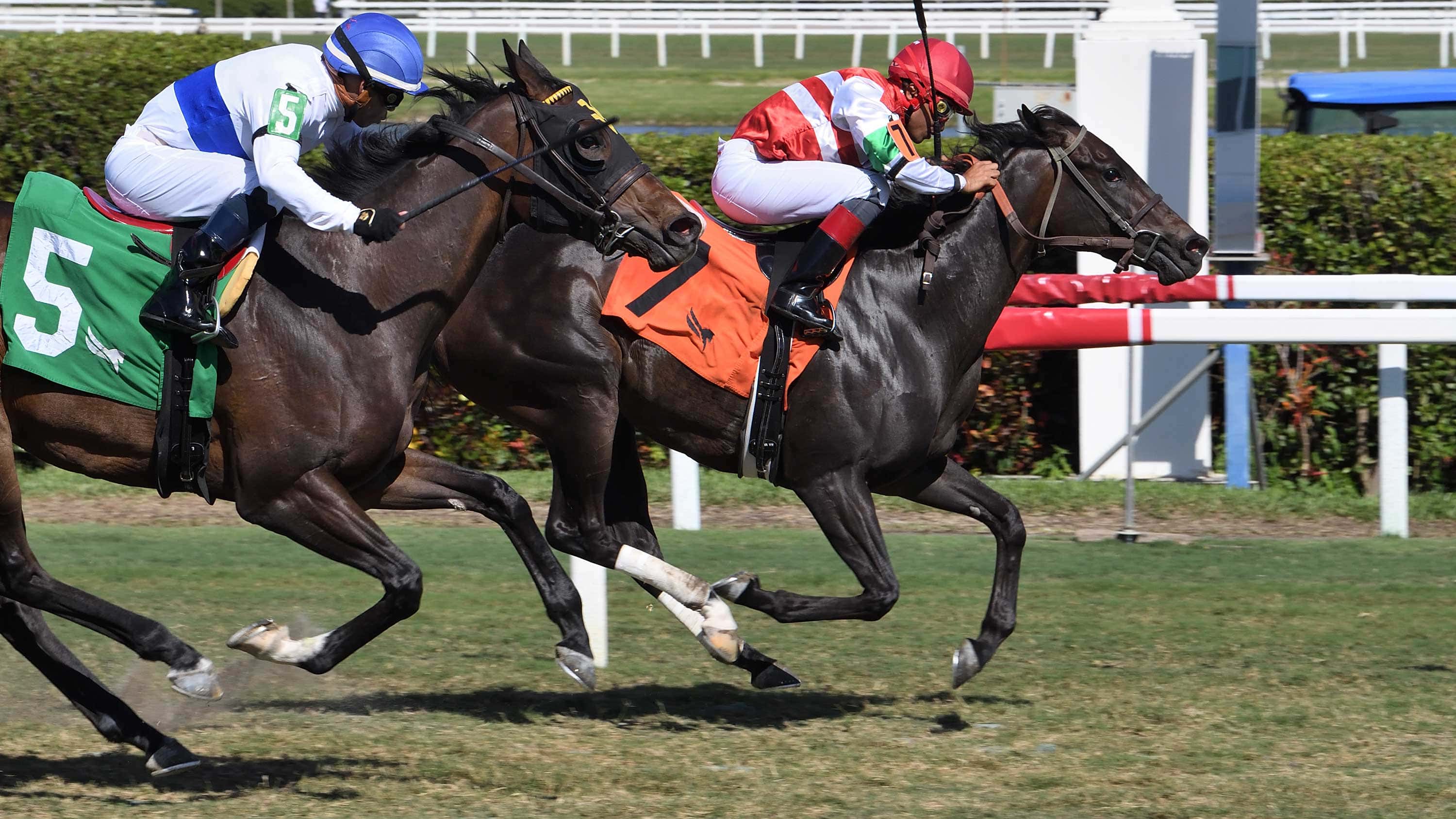 Last-Leaf-the-Melody-of-Colors-n