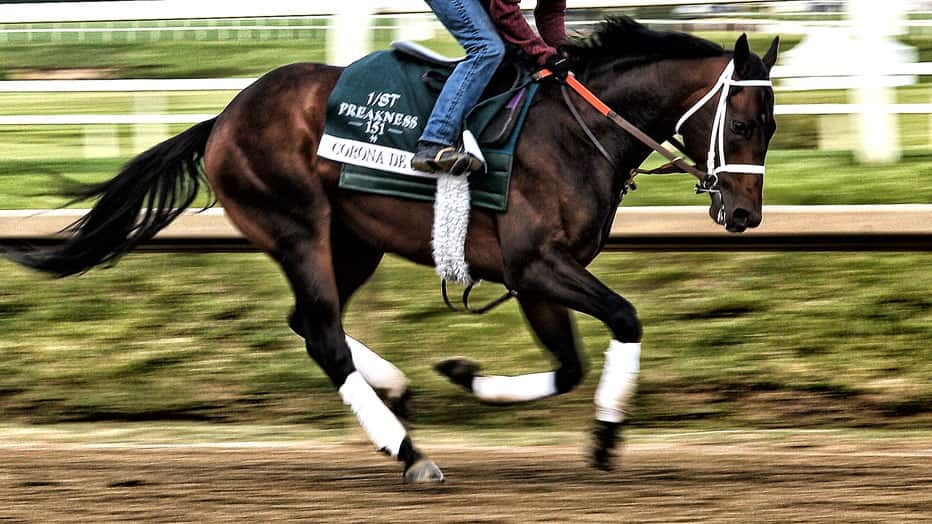 Taj Mahal Looking to Catch a Break in Preakness