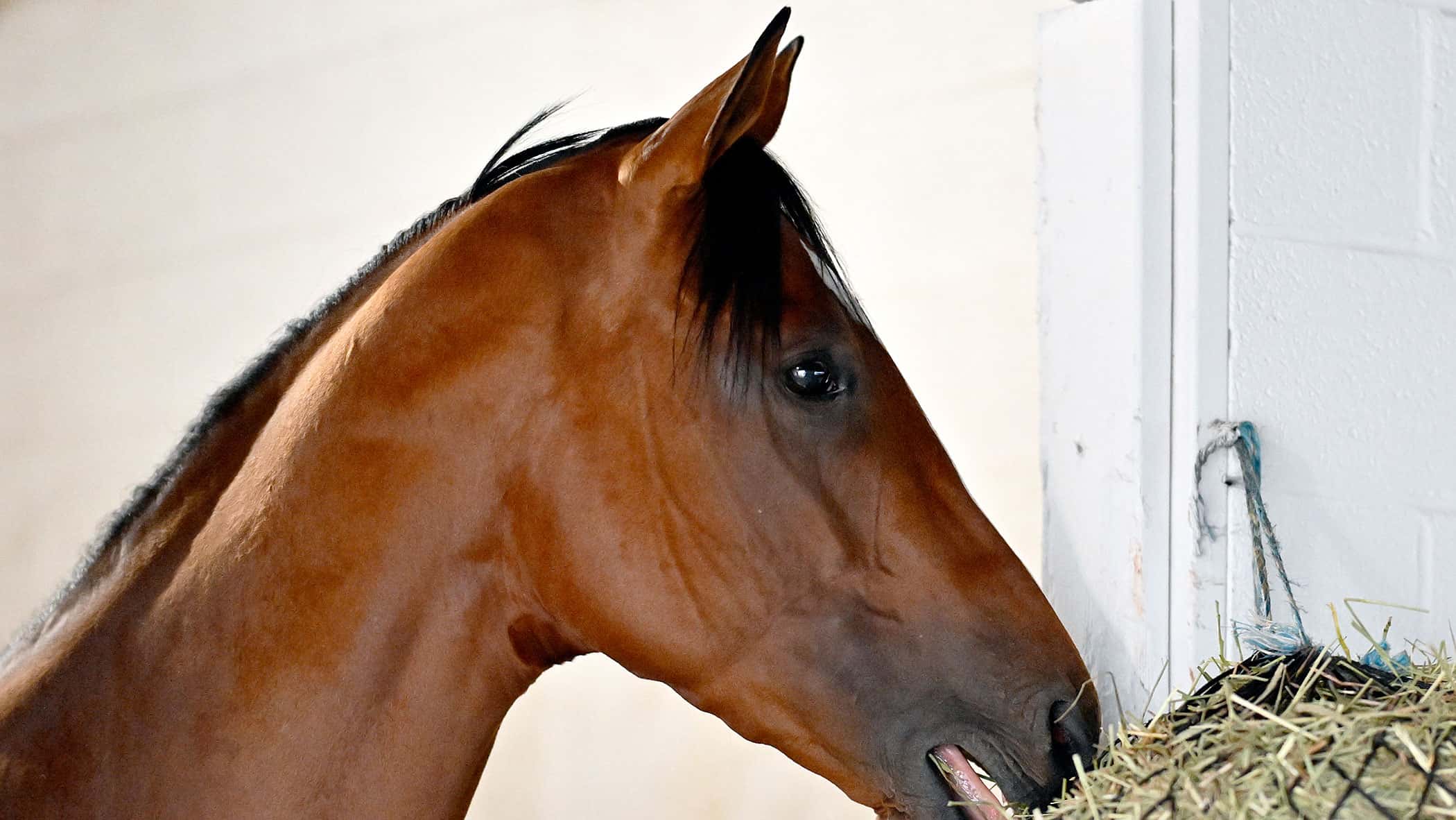The Hell We Did Arrives Tuesday for 151st Preakness (G1)