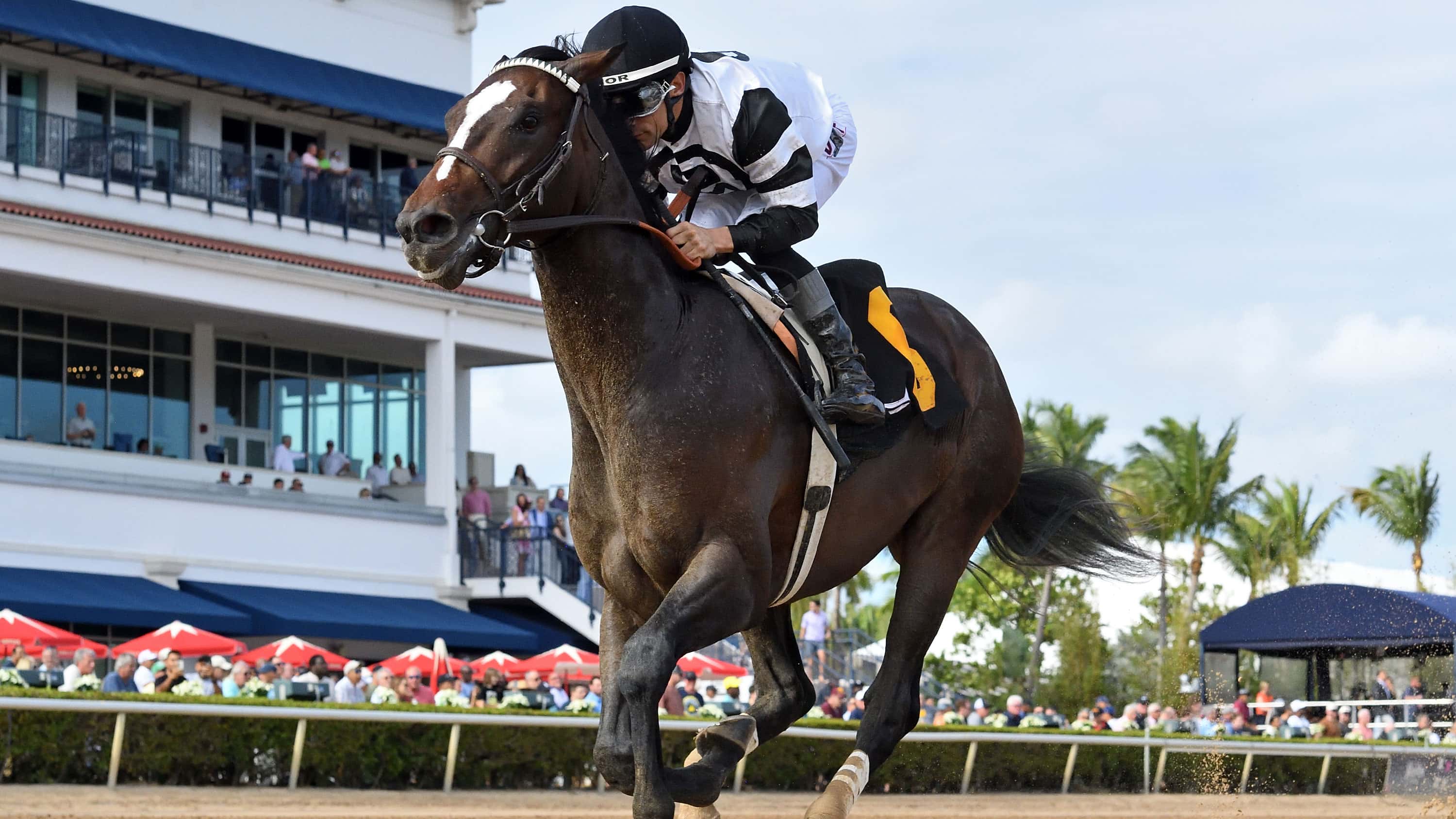 Florida Derby Day Odds