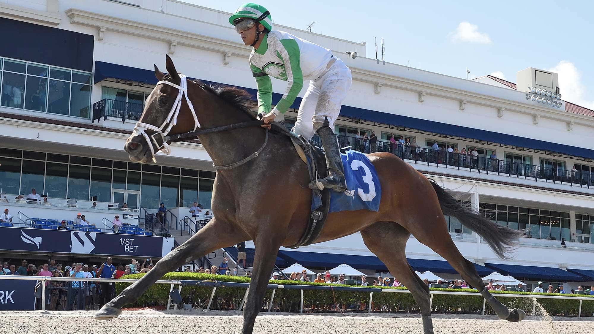 Lynx-the-FSS-Desert-Vixen