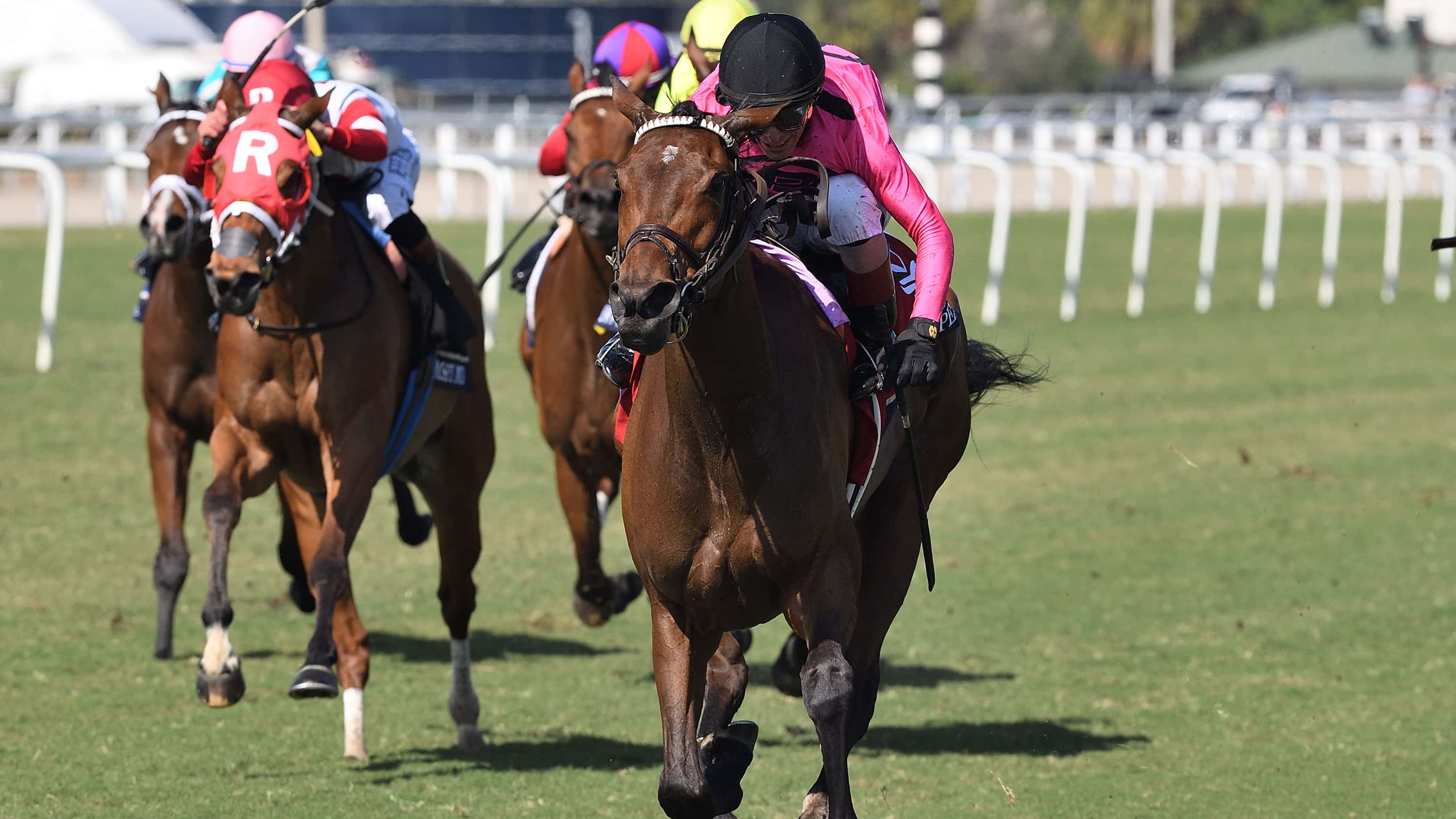 Multiple Graded Winner Bellezza Heads Balanced Orchid (G3)
