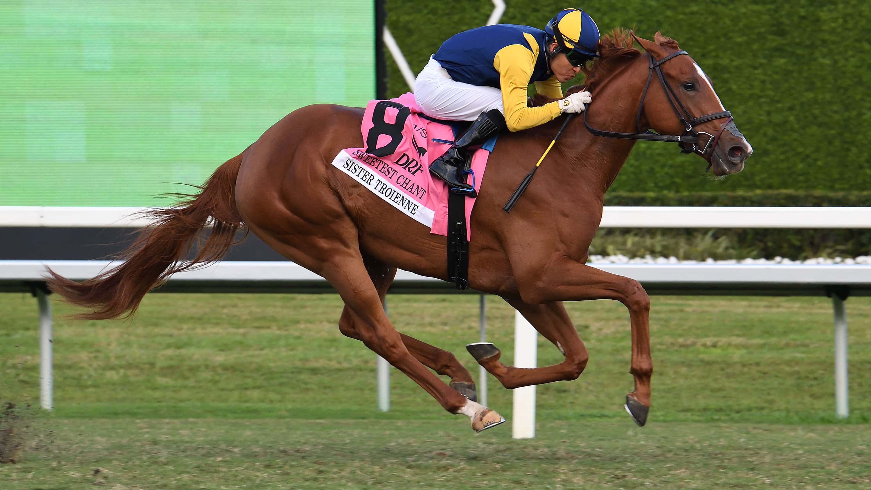 Sister Troienne Tests Win Streak in Herecomesthebride (G3)