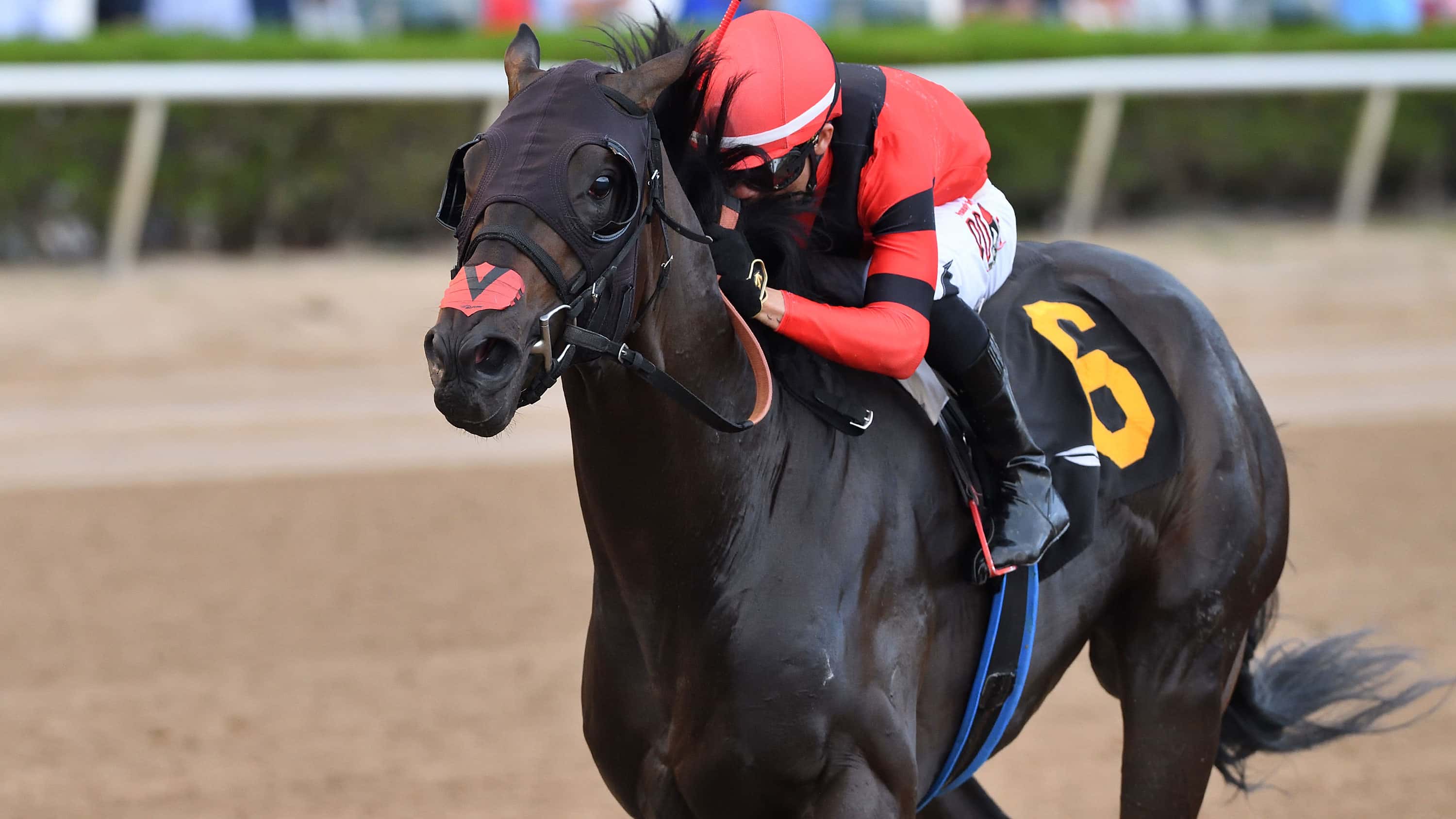 Fulmine Towers Over Rivals in Gulfstream’s Hutcheson