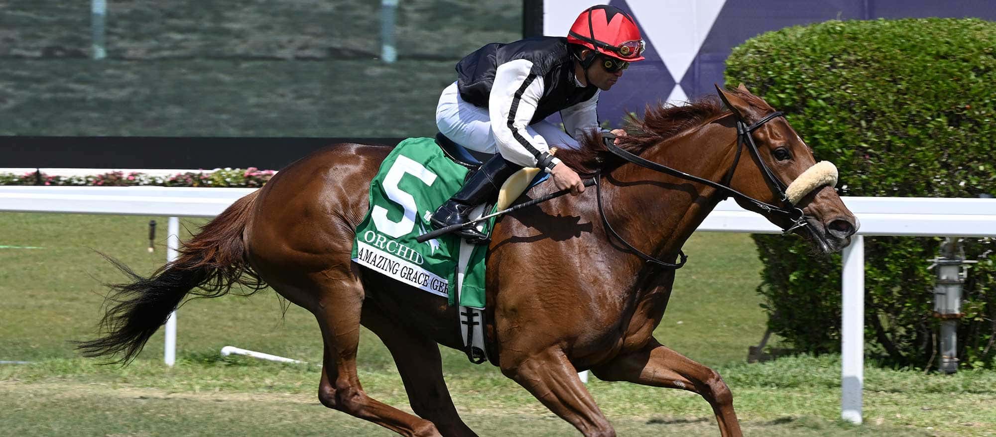 Amazing-Grace-the-Orchid