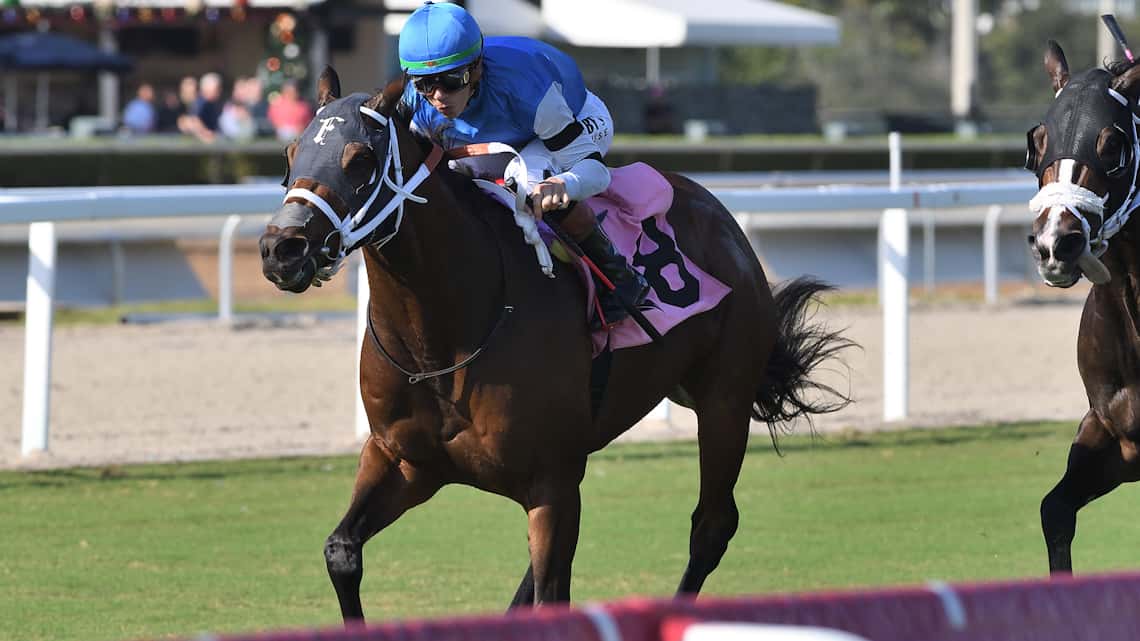 Reef Runner Training in Dubai for $1M Al Quoz Sprint