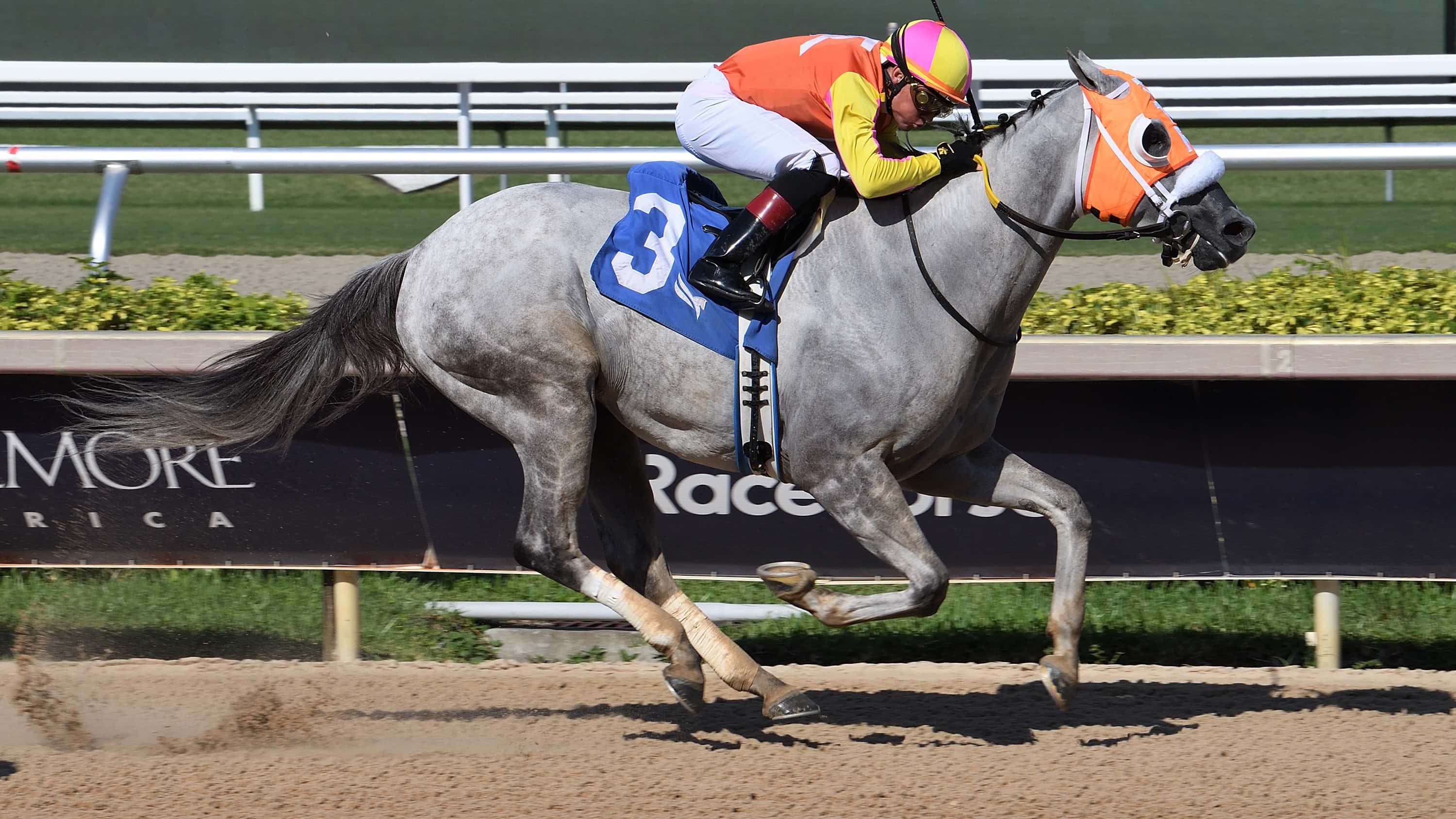 Comedy Town Heads Joseph-Trained Trio in Sunshine Sprint