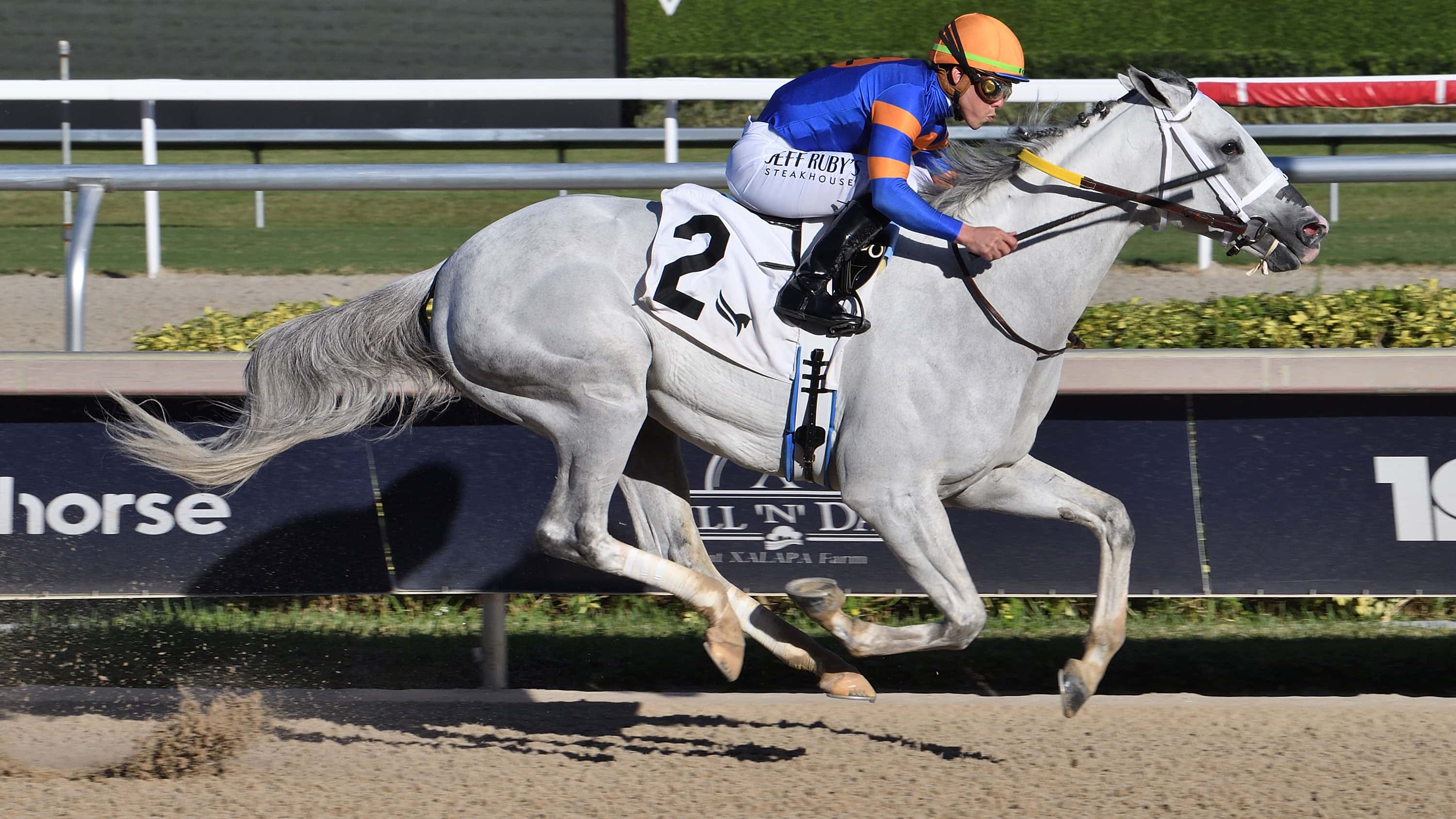 White Abarrio Dominant Winner in Return to Races