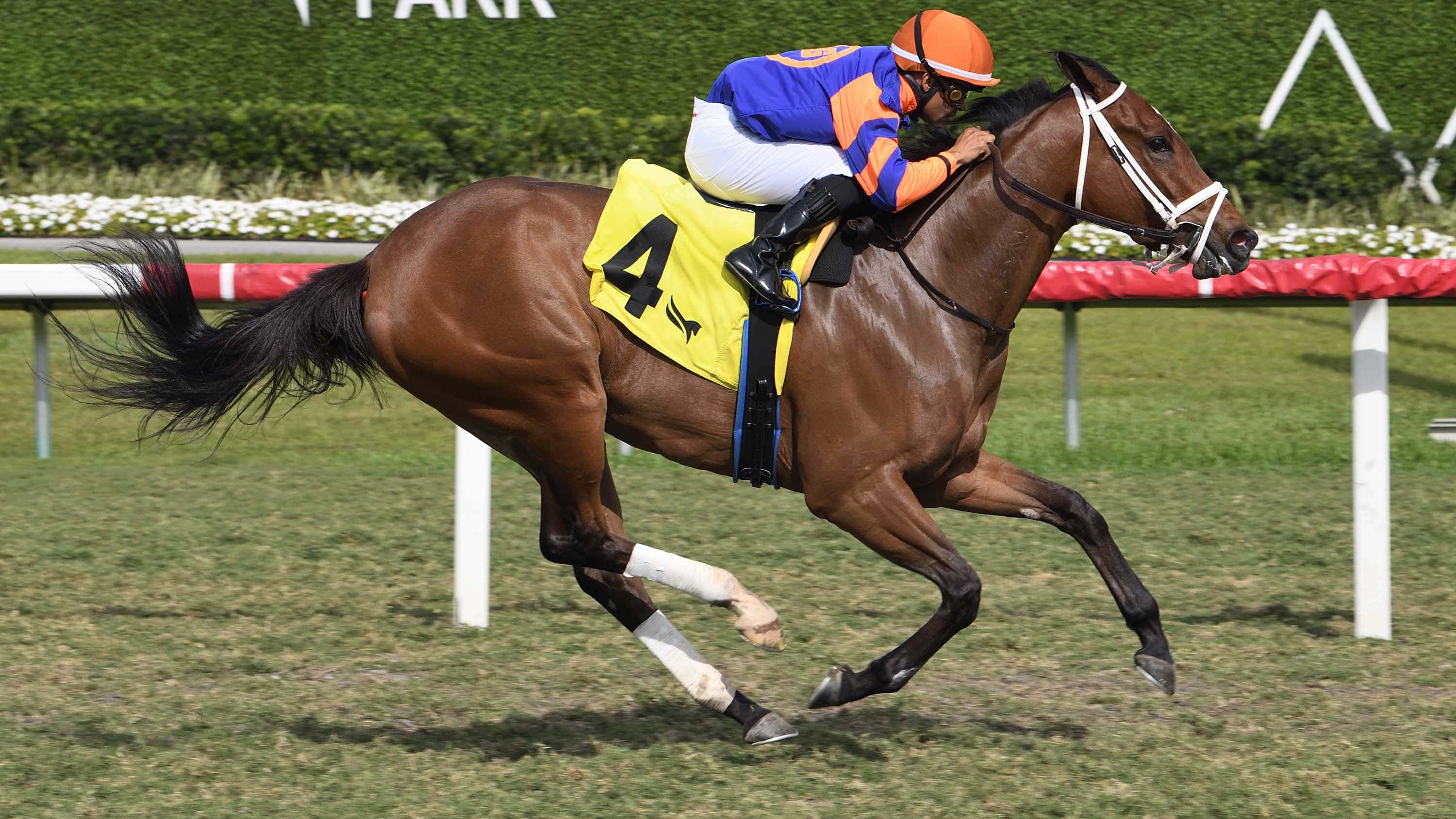 Vito’s Wildcat Favored in Friday’s Juvenile Feature