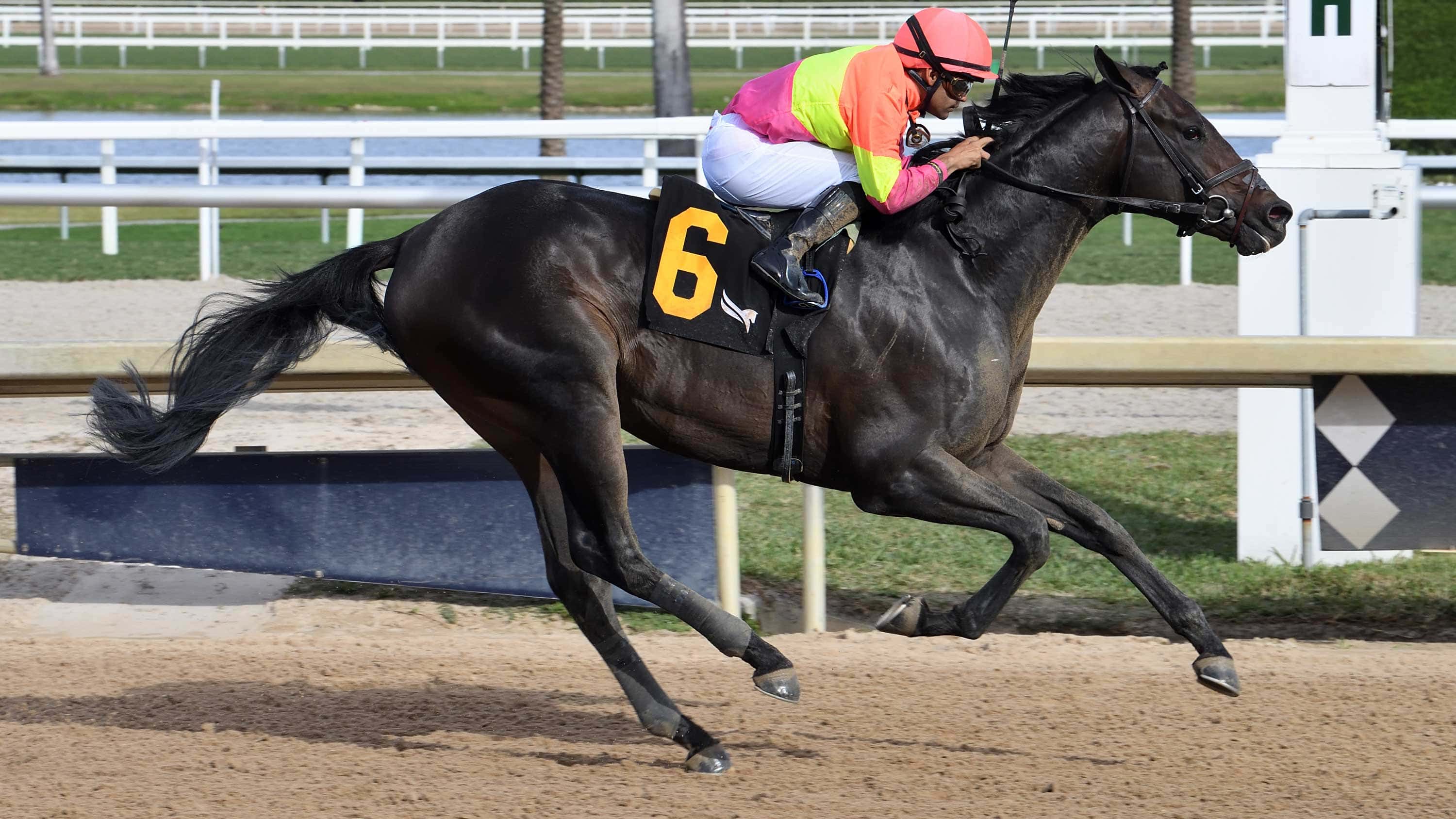 Saudi Cup Possible for White Abarrio