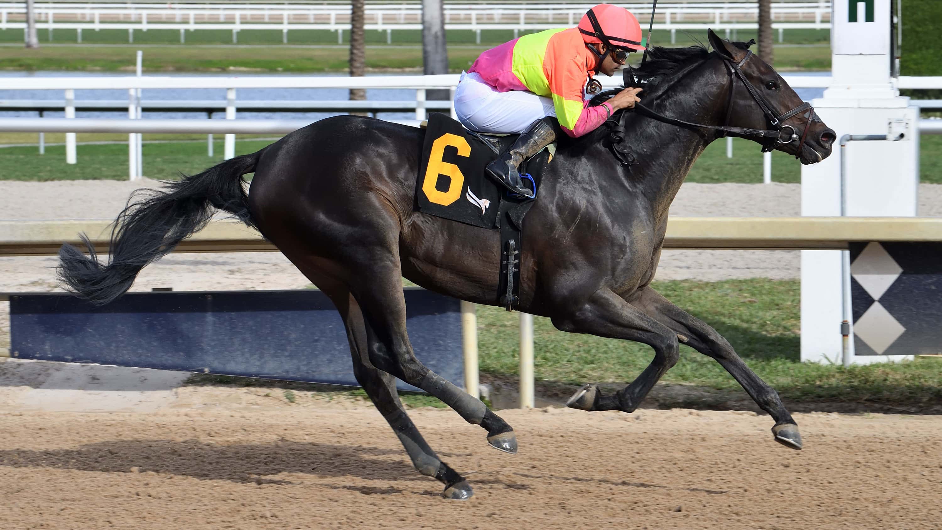 Lynch 3YOs ‘Testing the Waters’ in Thursday Feature