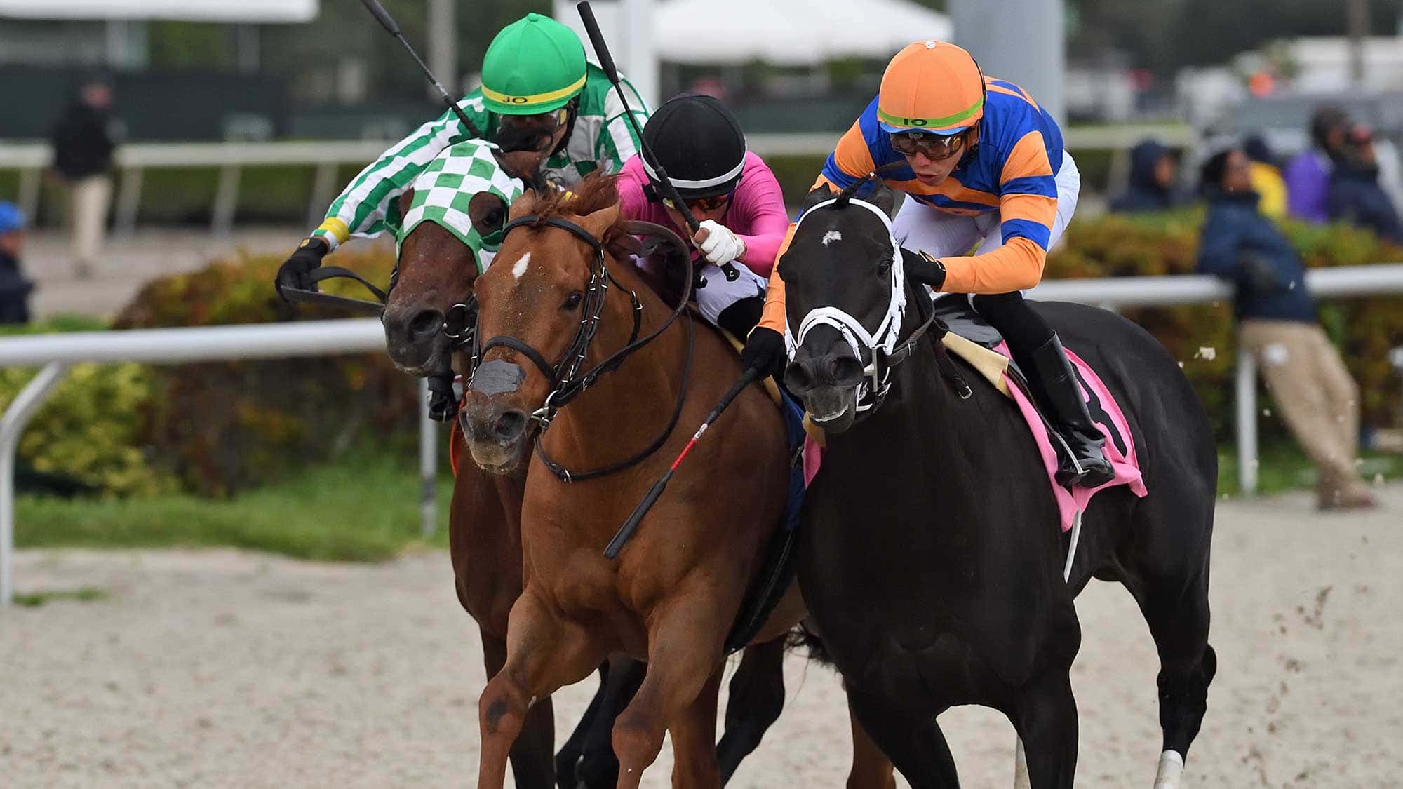 Golden-Glider-middle-The-Tropical-Park-Derby