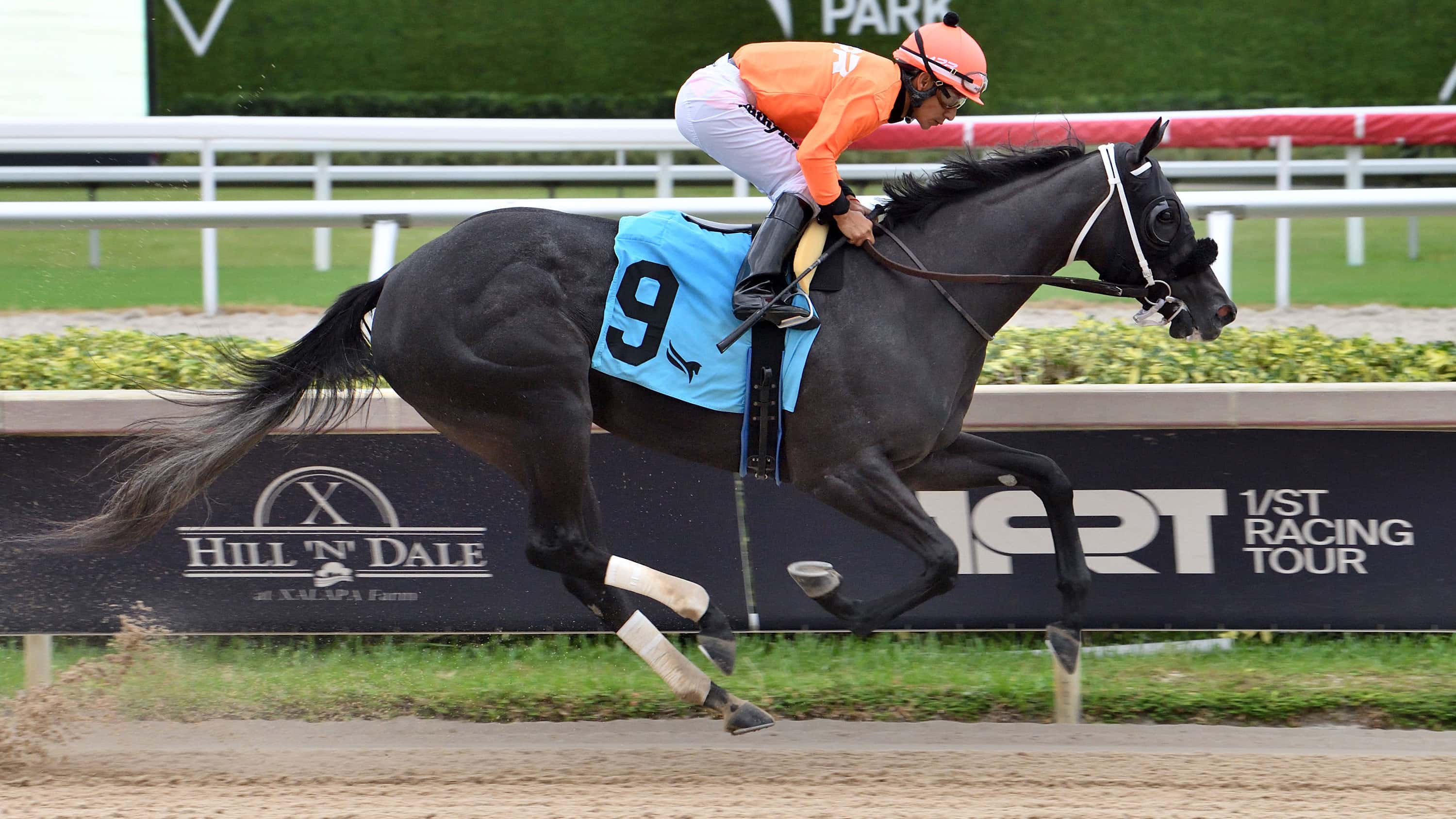 Connections ‘On Standby’ with Champion Filly Shisospicy