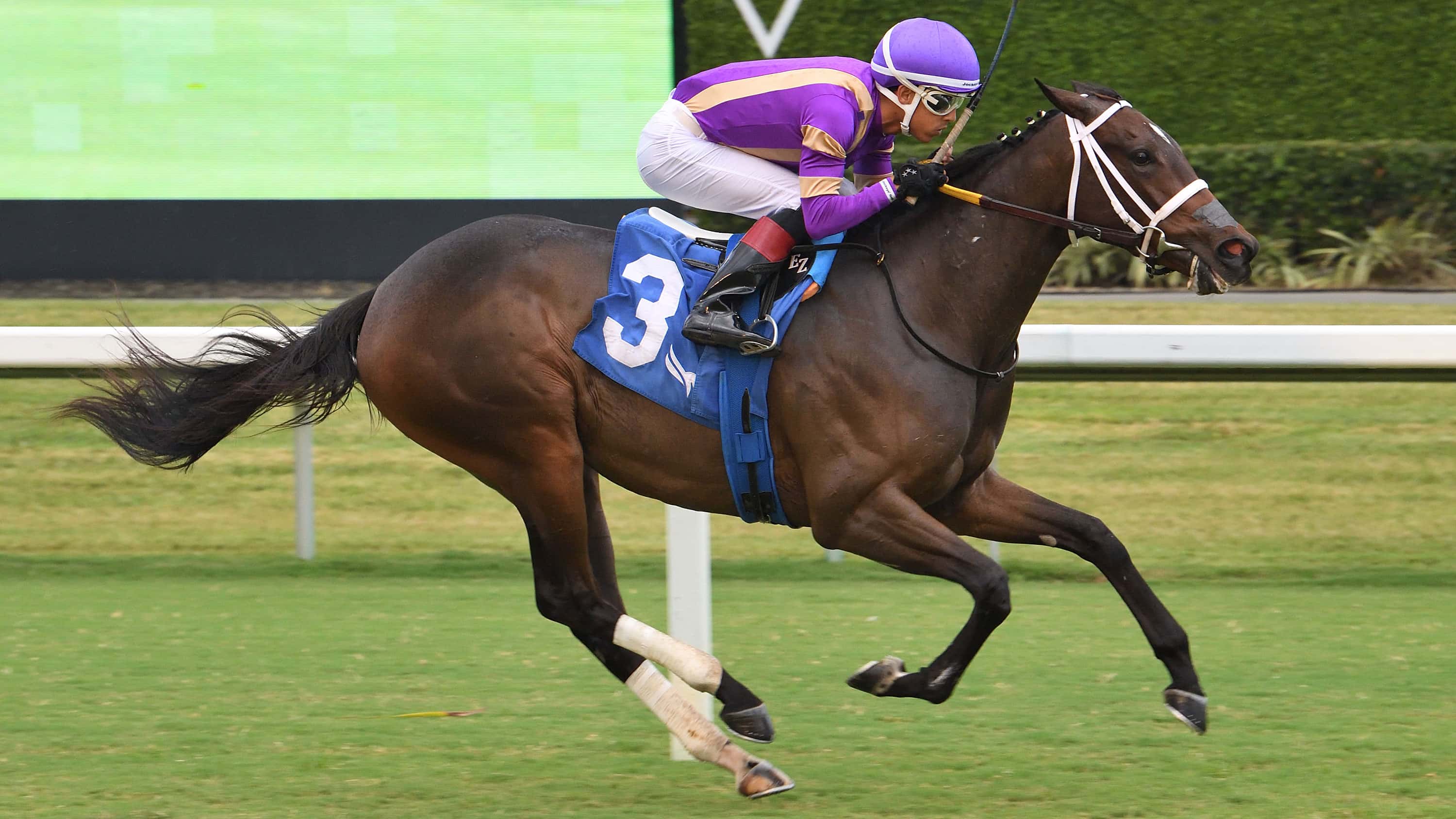 Spirit Doll Chases Second Stakes Win in Wait a While