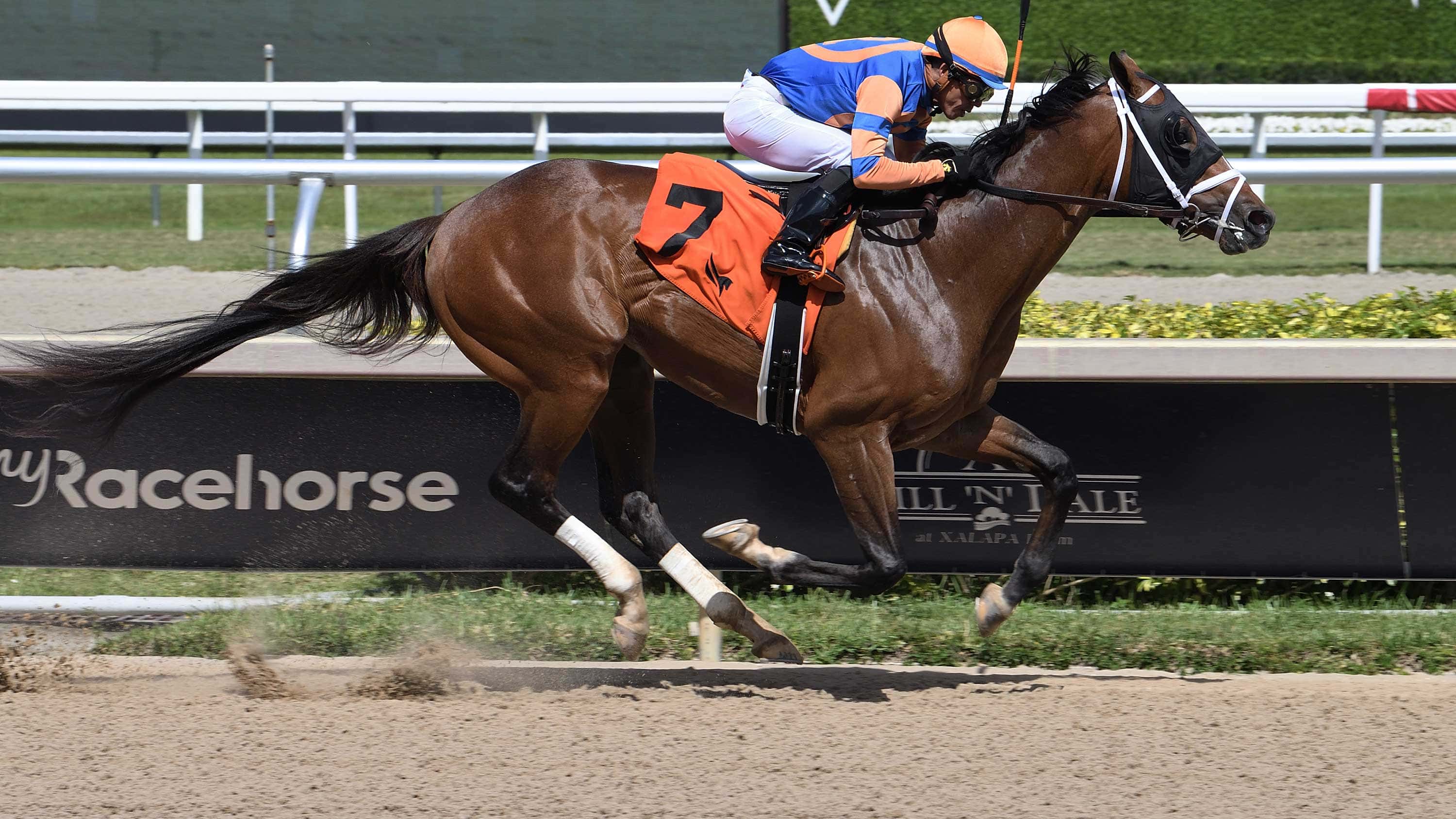 Vibe Back at Gulfstream for ‘Reset’ in Mr. Jordan Handicap